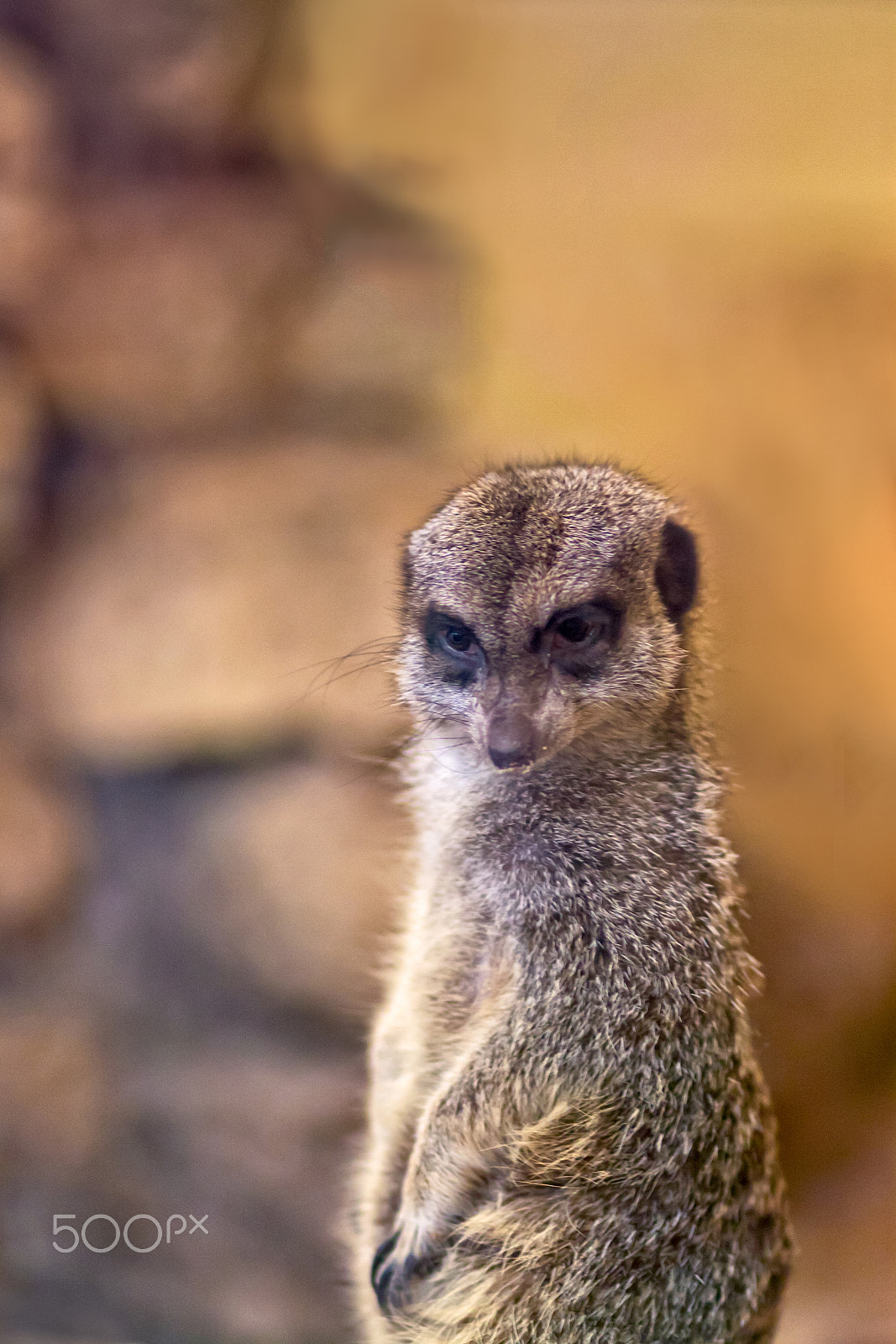 Canon EOS 50D + Canon EF 100mm F2.0 USM sample photo. Meerkat watch photography