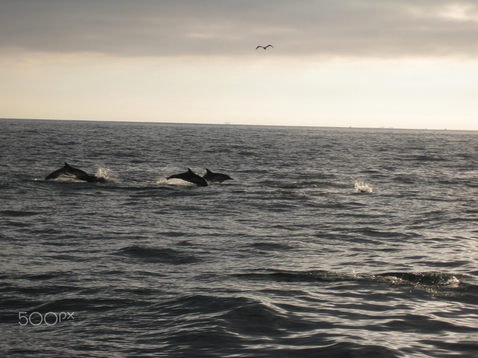 Canon PowerShot SD790 IS (Digital IXUS 90 IS / IXY Digital 95 IS) sample photo. Pod of dolphins off newport beach photography
