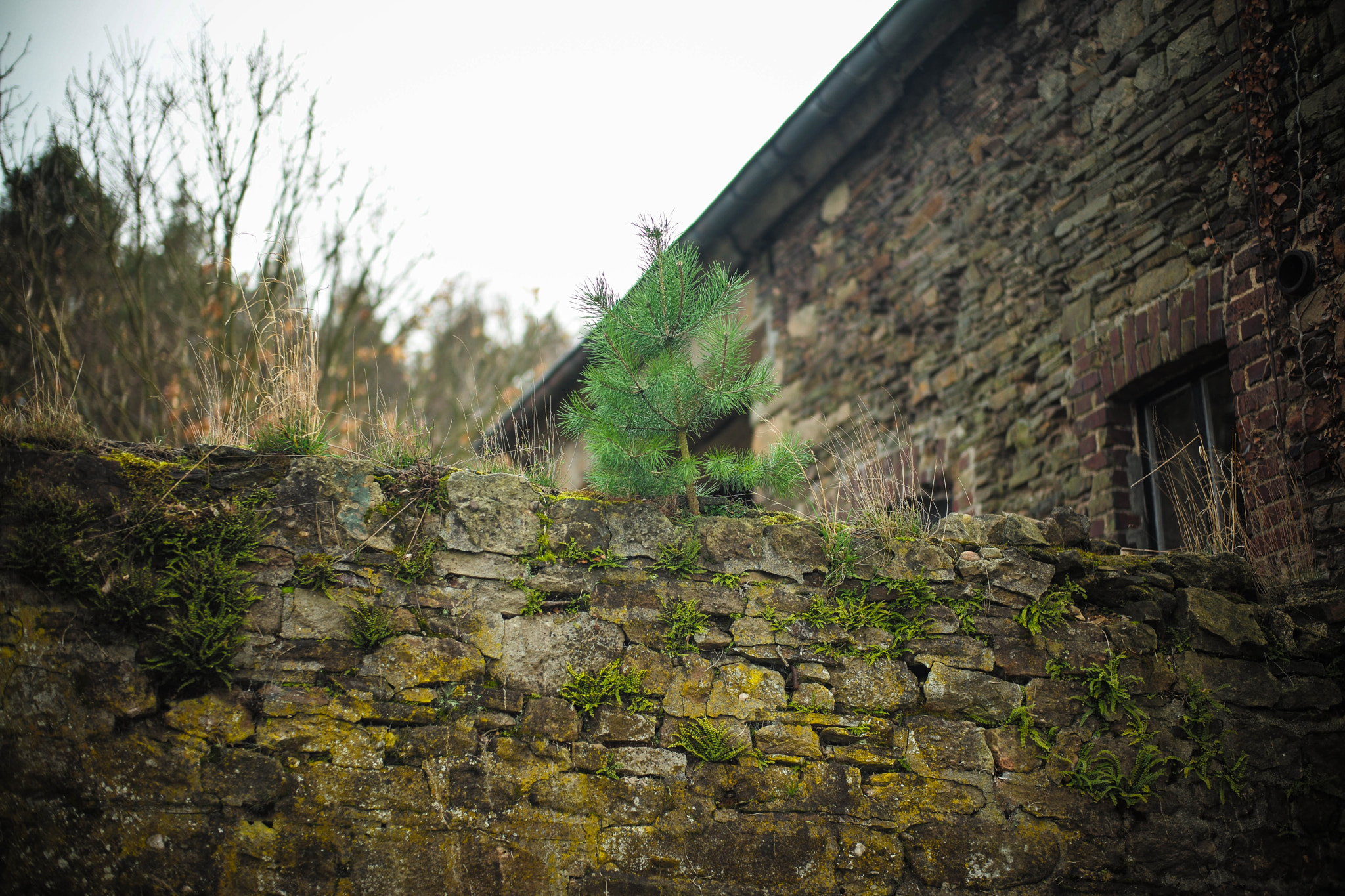 Leica Summilux-M 50mm F1.4 ASPH sample photo. Everywhere photography