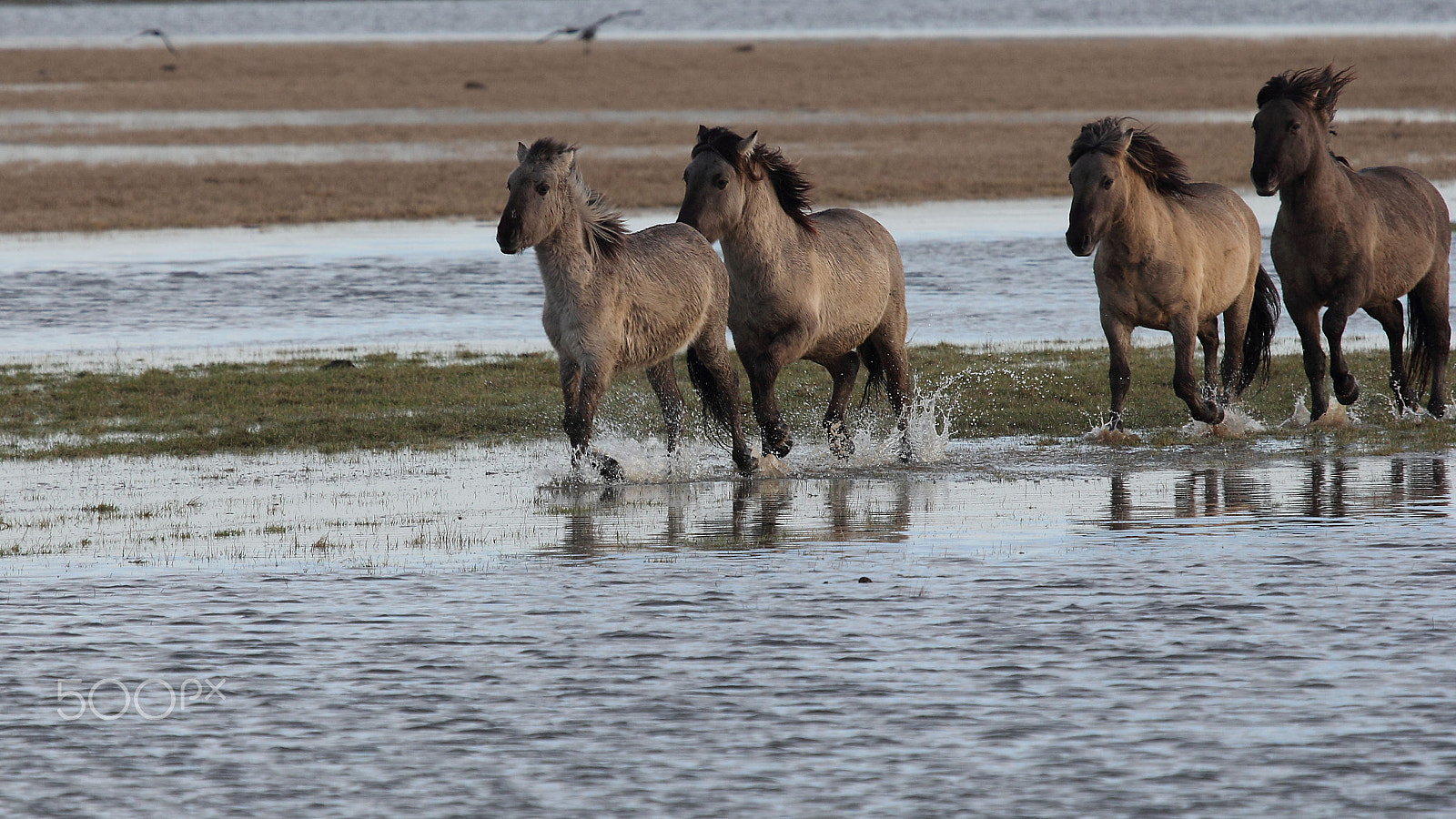 Canon EF 100-400mm F4.5-5.6L IS USM sample photo. On the run photography