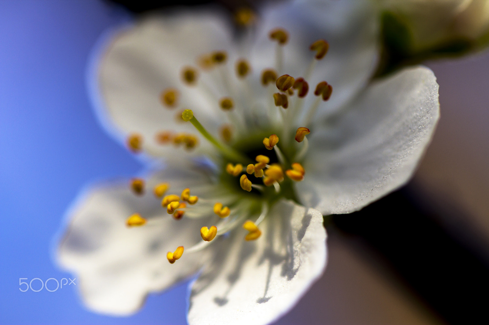 Canon EF 100mm F2.8L Macro IS USM sample photo. Pskdjdj photography