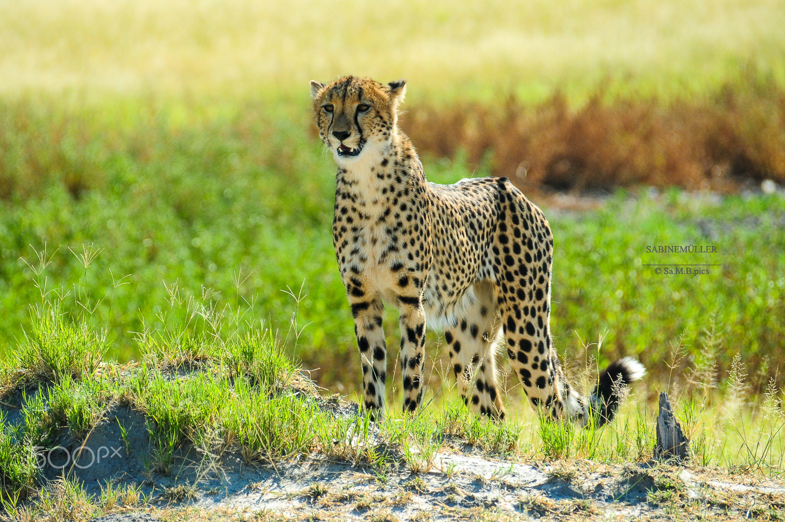 Nikon D300 sample photo. Cheetah photography