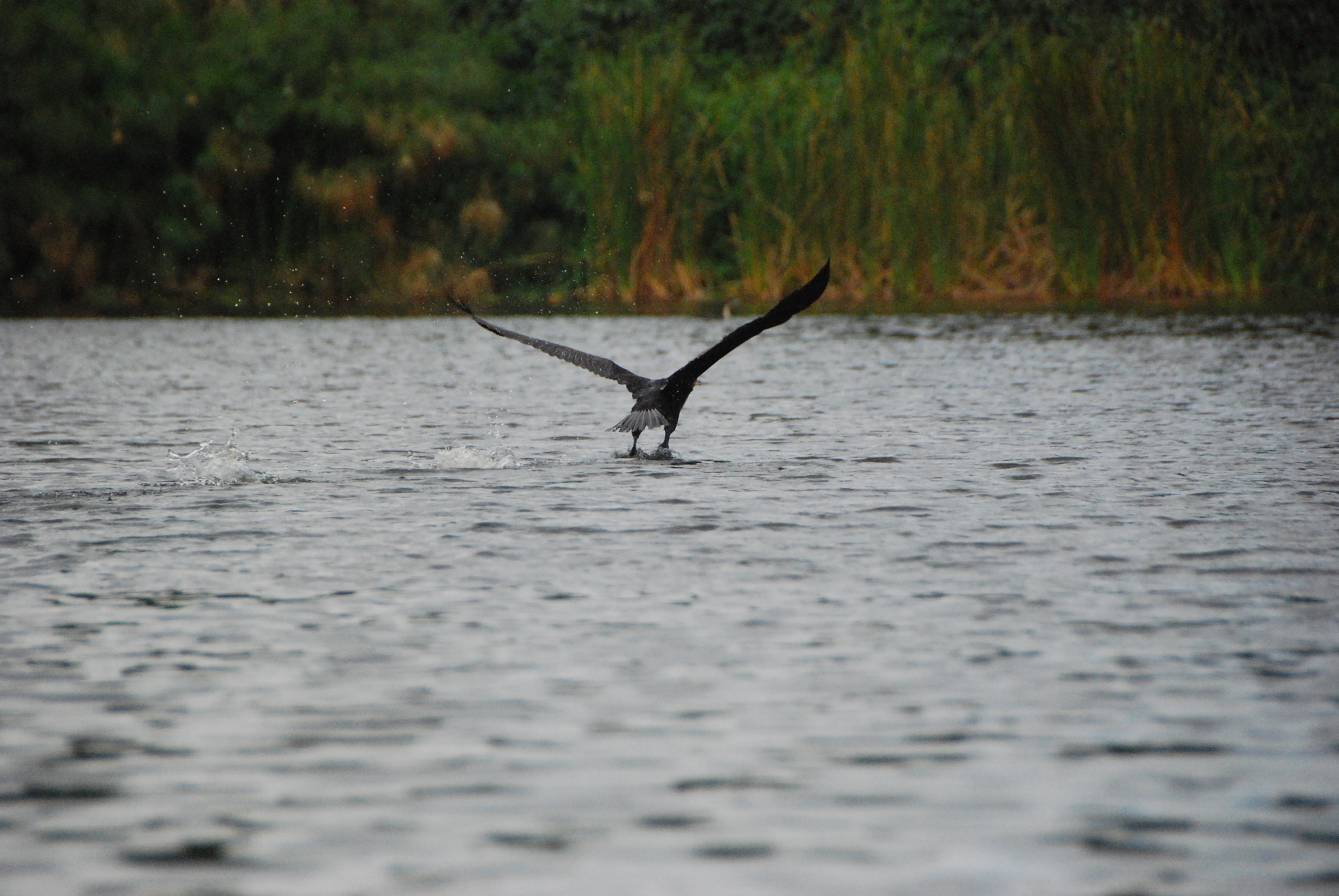 Nikon D80 sample photo. Lift off photography