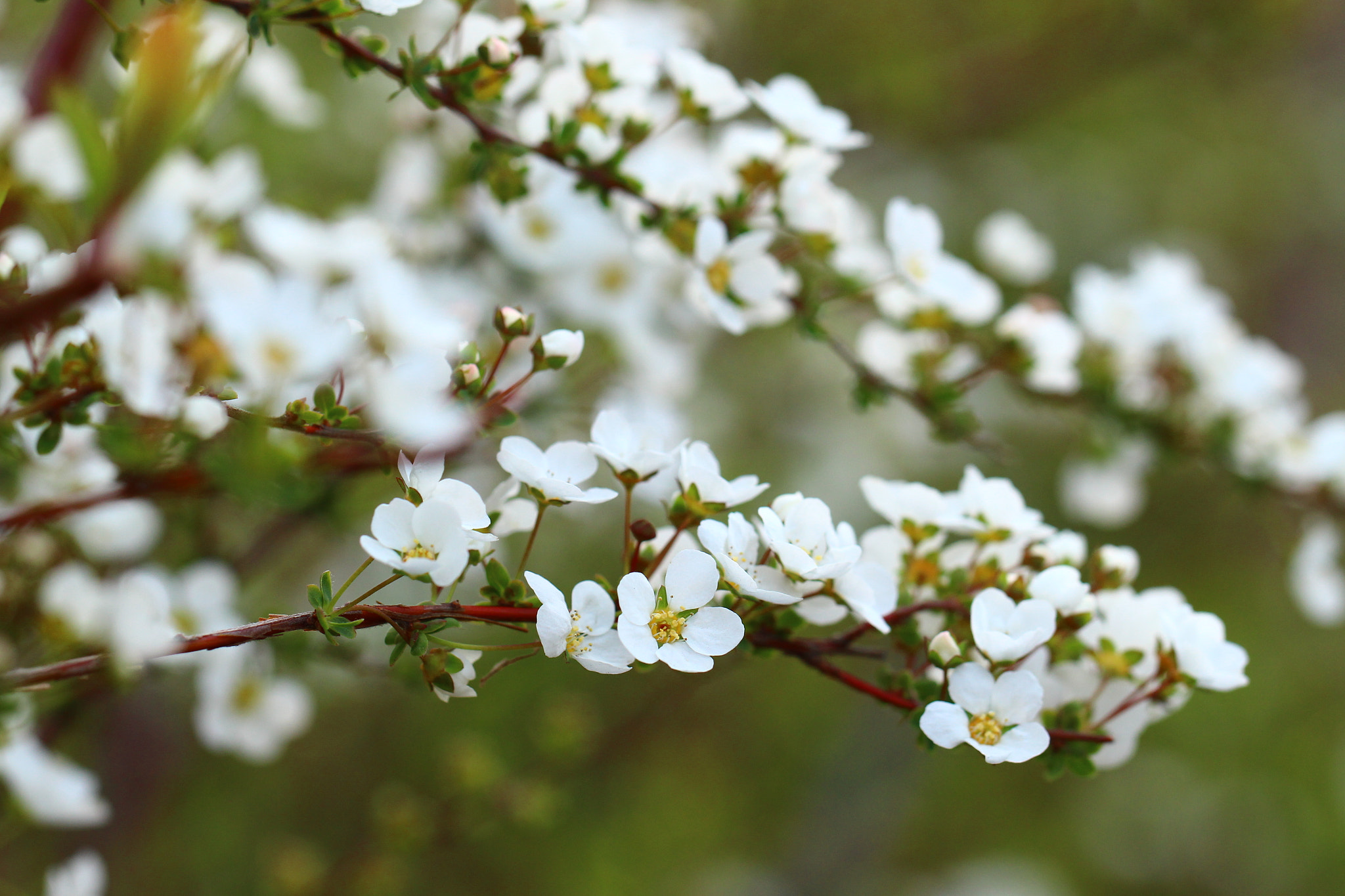 Canon EOS 700D (EOS Rebel T5i / EOS Kiss X7i) sample photo. Thunberg's spirea: 雪柳 photography