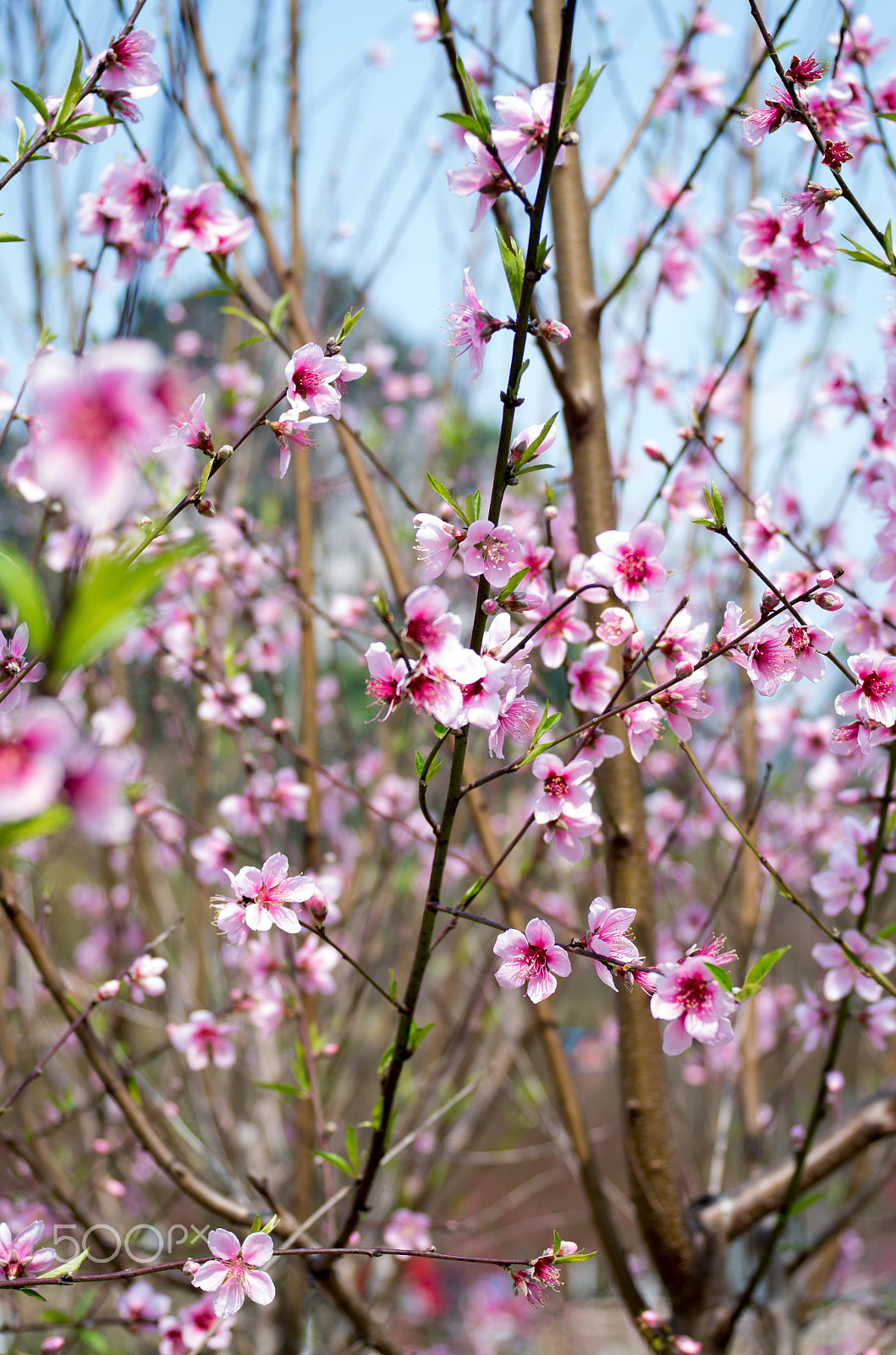 Pentax K-50 + Pentax smc DA 40mm F2.8 XS Lens sample photo. 大龙潭桃花 photography