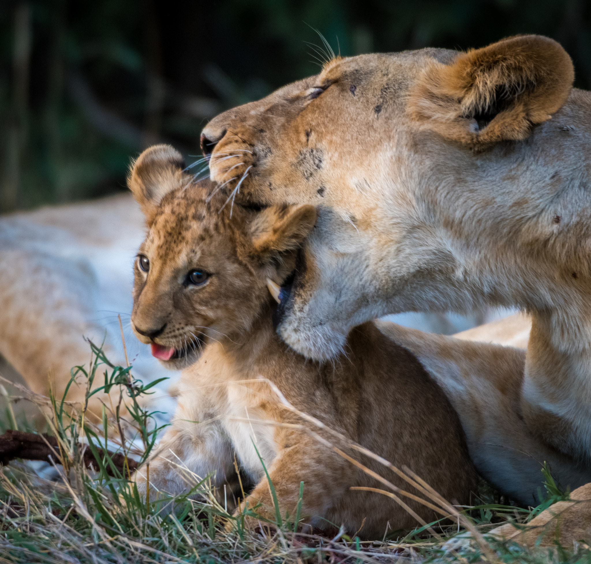 Nikon D810 sample photo. Necking it photography