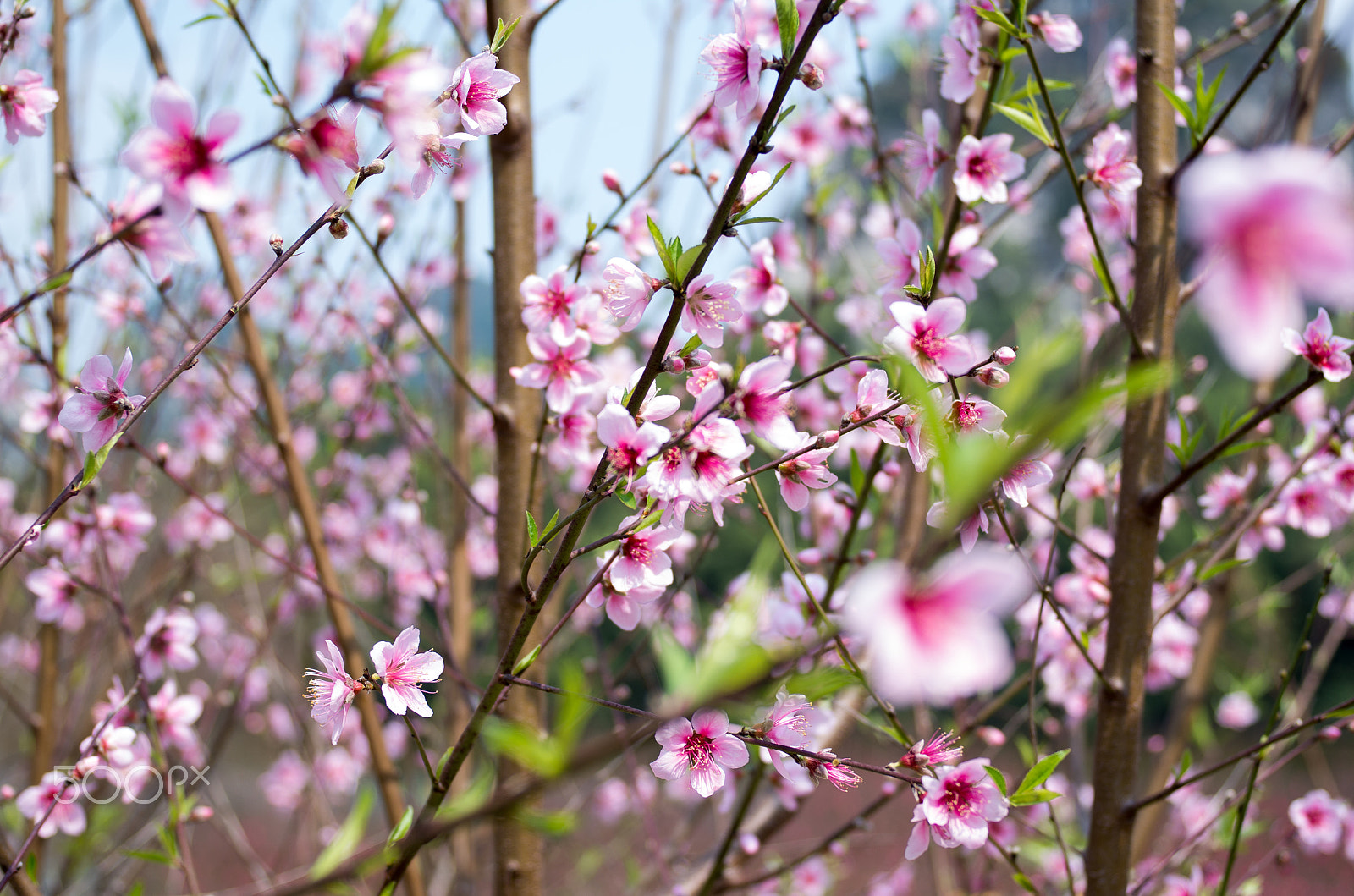 Pentax K-50 + Pentax smc DA 40mm F2.8 XS Lens sample photo. 大龙潭桃花 photography