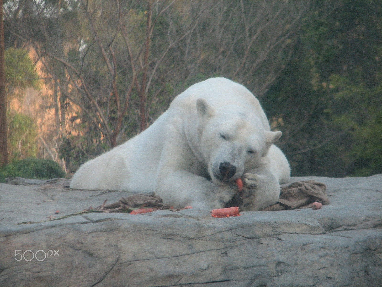 Canon POWERSHOT S2 IS sample photo. Polar bear eating a carrot 1 photography