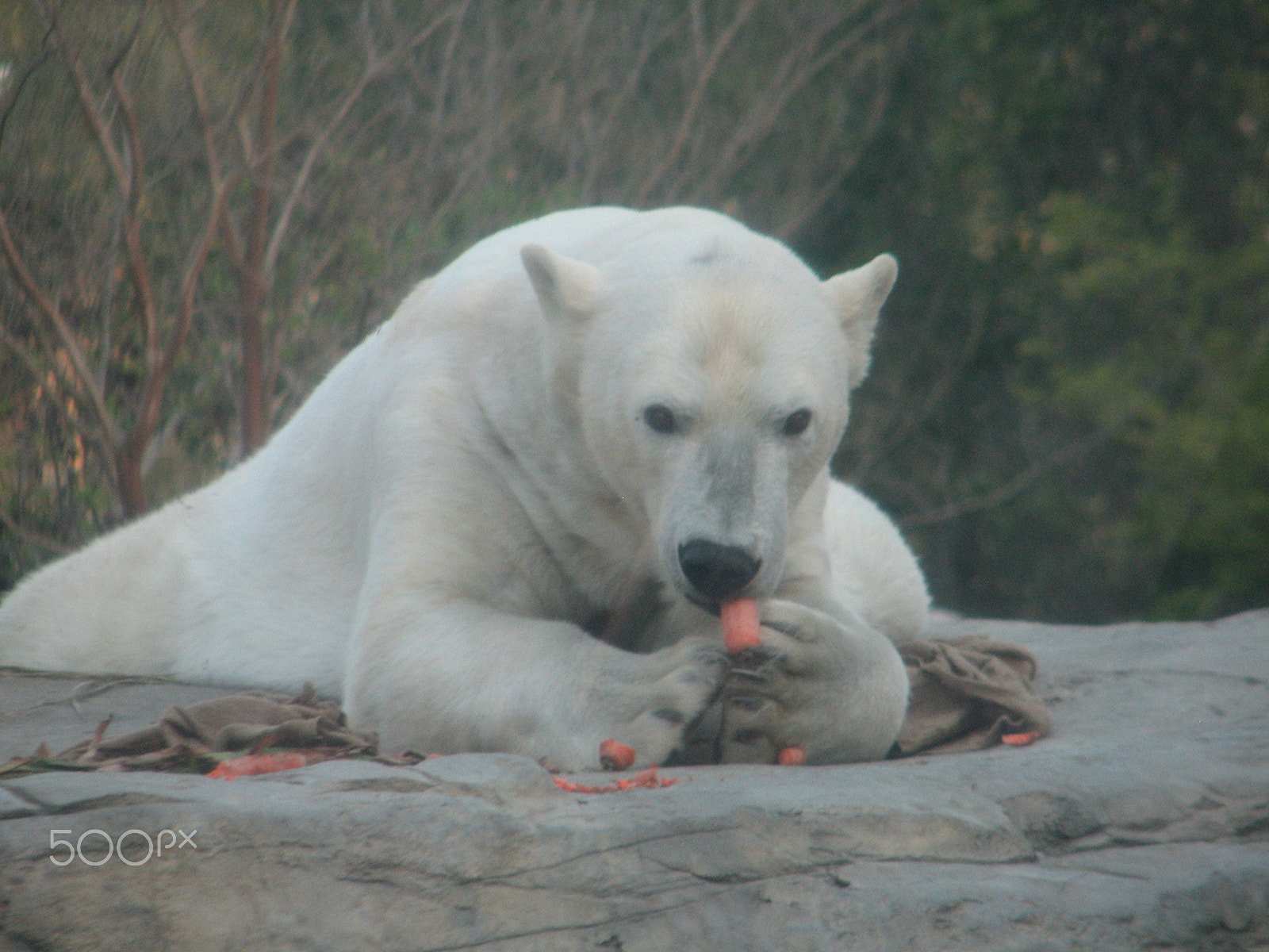 Canon POWERSHOT S2 IS sample photo. Polar bear eating a carrot 2 photography
