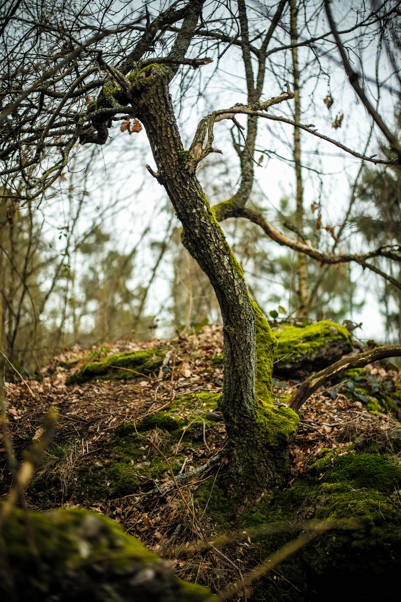 Leica Summilux-M 50mm F1.4 ASPH sample photo. Elements photography