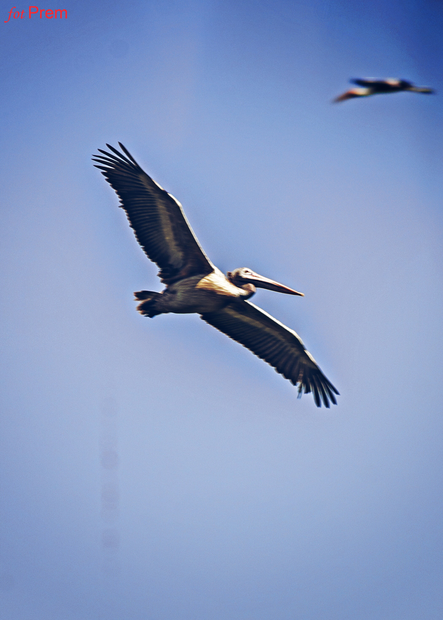 Nikon D7000 sample photo. Pelican in the sky photography