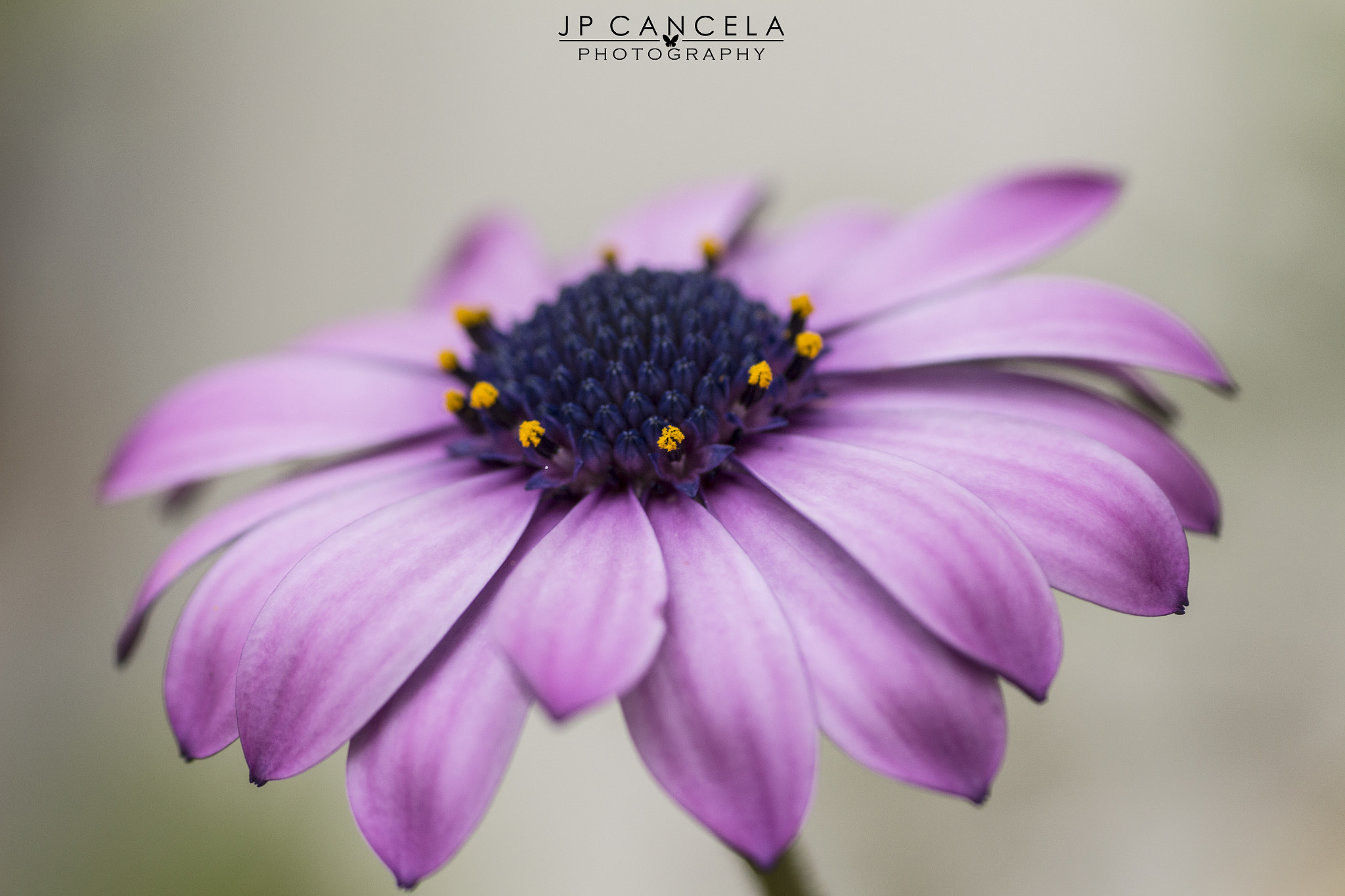 Canon EOS 700D (EOS Rebel T5i / EOS Kiss X7i) + Tamron SP AF 90mm F2.8 Di Macro sample photo. Ornamental cape marguerite photography