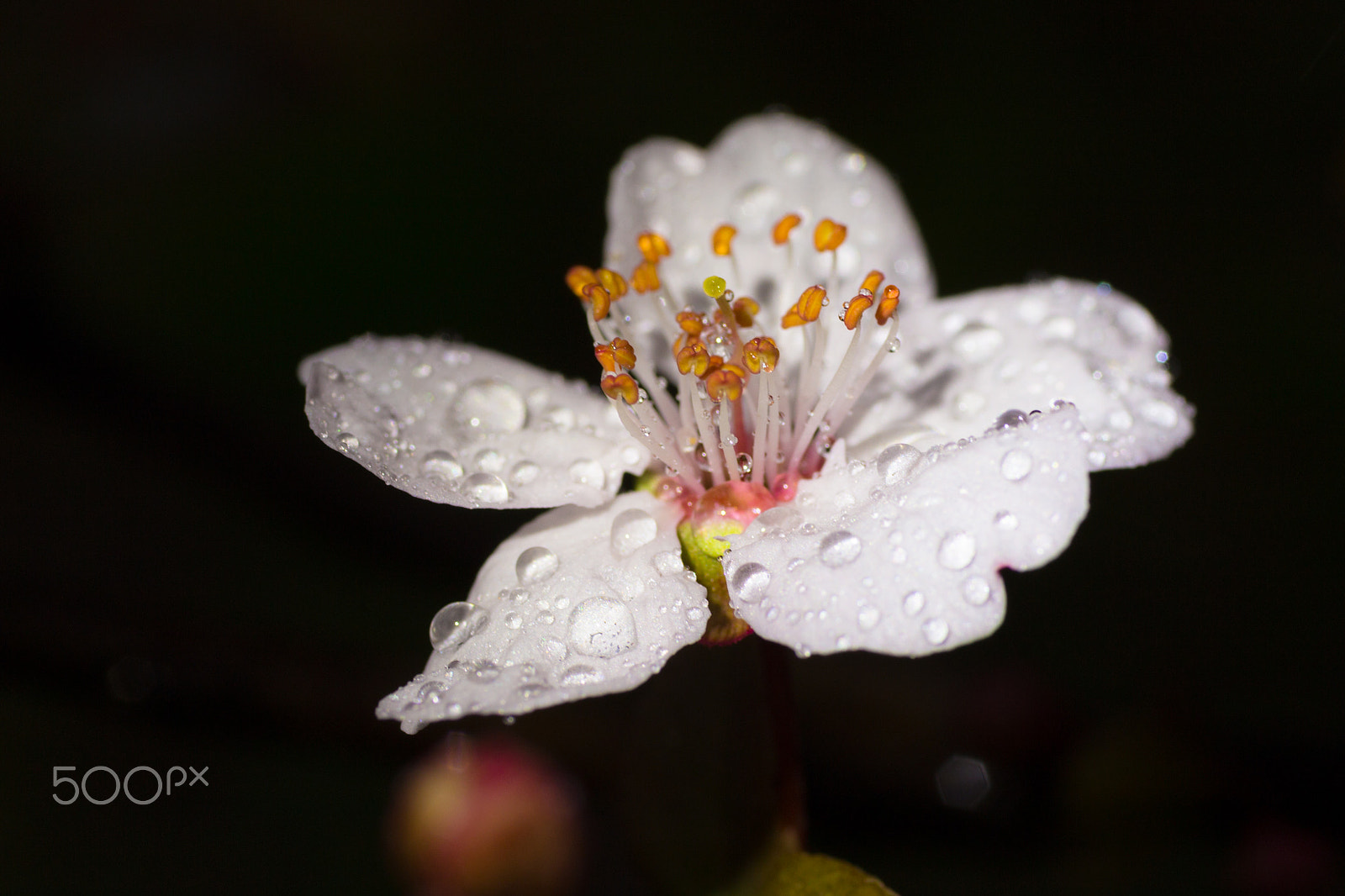 Sigma 70mm F2.8 EX DG Macro sample photo. Blooming in the rain photography