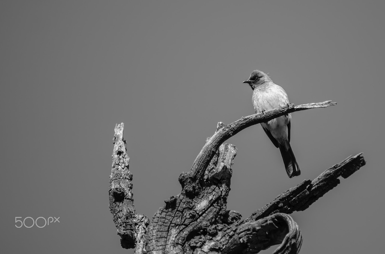 Sigma 70-200mm F2.8 EX DG OS HSM sample photo. Bulbul photography