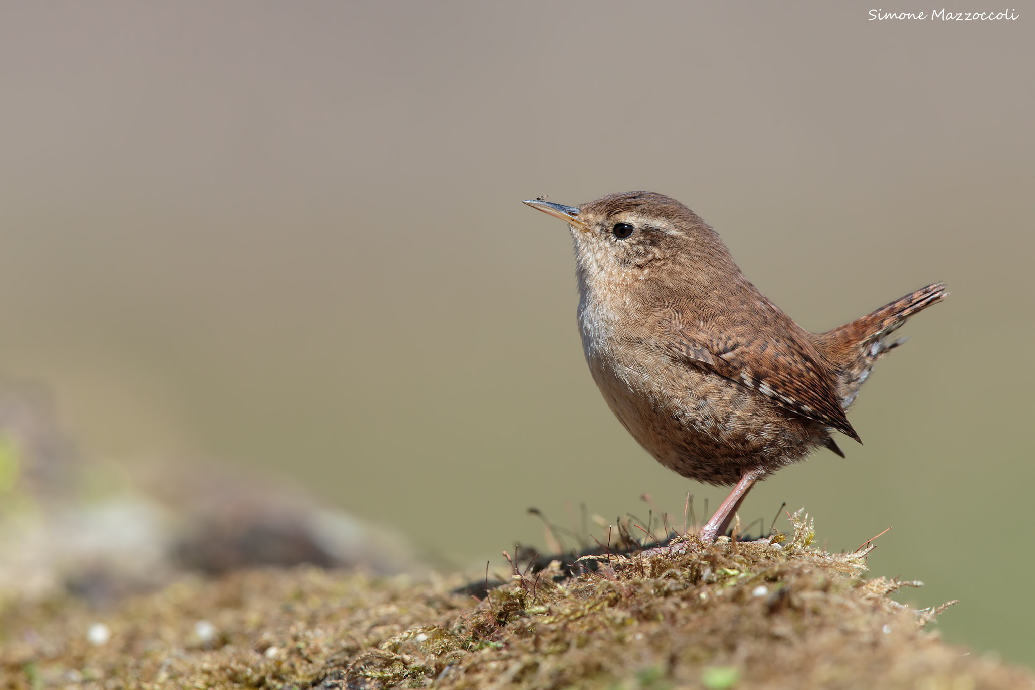 Canon EF 400mm F2.8L IS USM sample photo. Wren photography