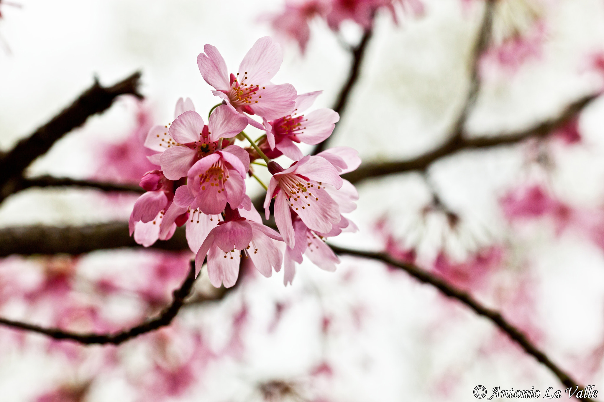 Canon EOS 5D Mark II + Sigma 105mm F2.8 EX DG OS HSM sample photo. Ciliegio in fiore photography