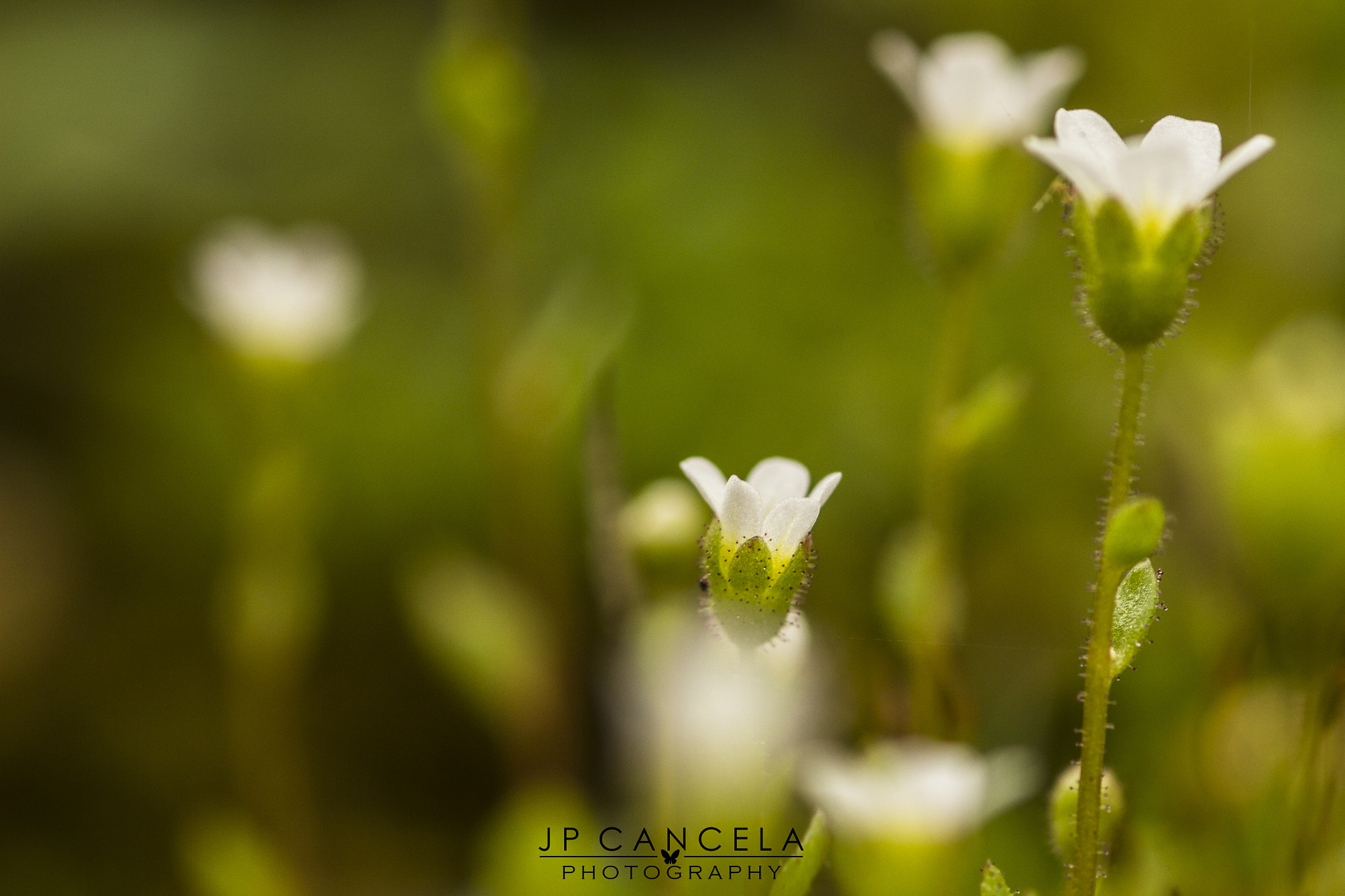 Canon EOS 700D (EOS Rebel T5i / EOS Kiss X7i) + Tamron SP AF 90mm F2.8 Di Macro sample photo. Small world photography