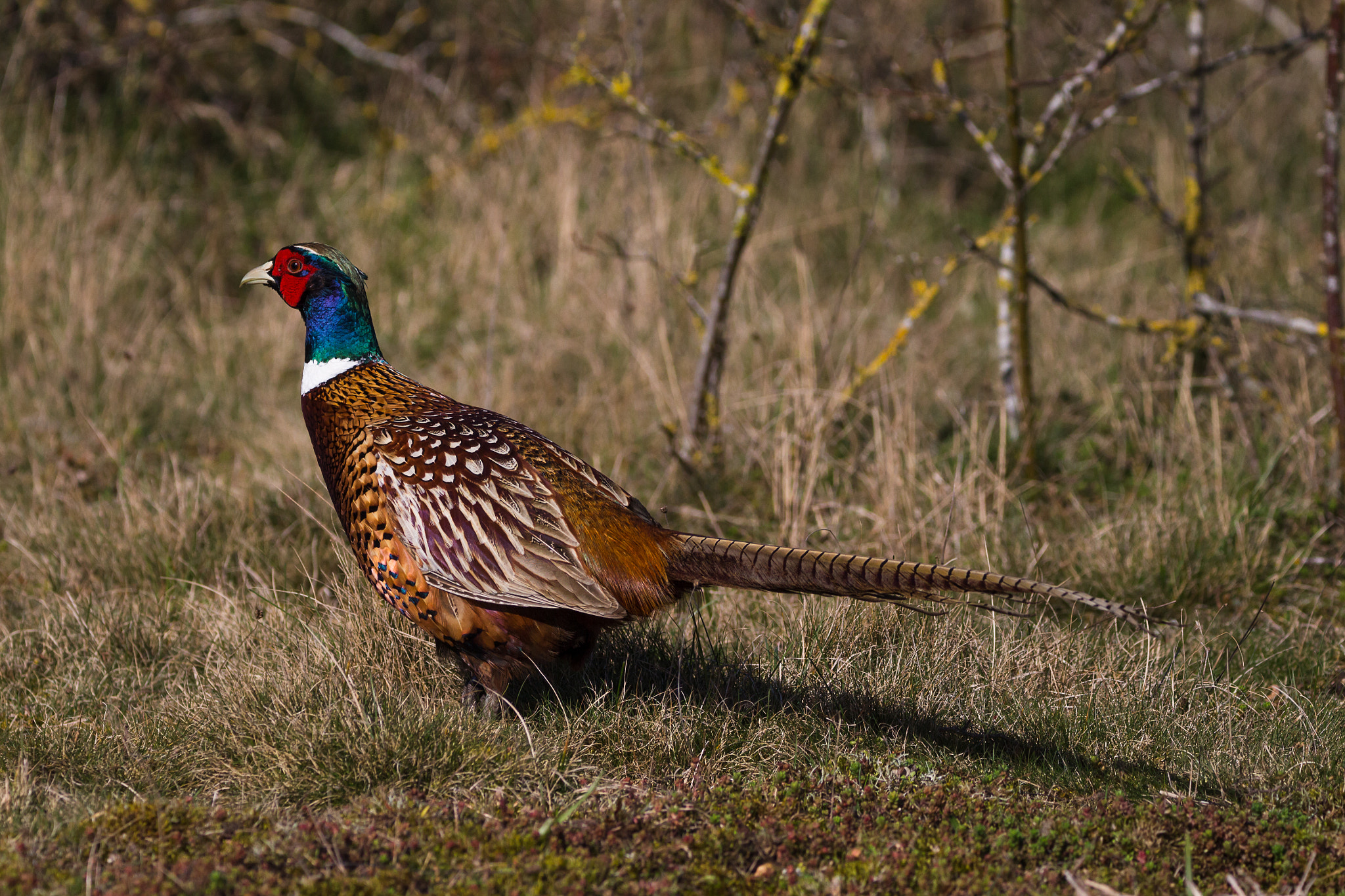 Canon EOS 700D (EOS Rebel T5i / EOS Kiss X7i) + 150-600mm F5-6.3 DG OS HSM | Contemporary 015 sample photo. Pheasant photography