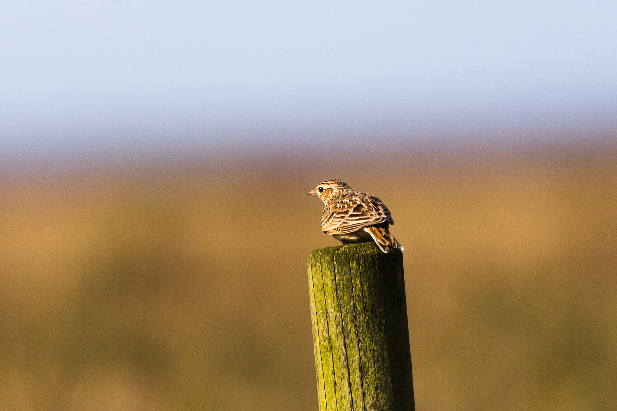150-600mm F5-6.3 DG OS HSM | Contemporary 015 sample photo. Tree pipit photography