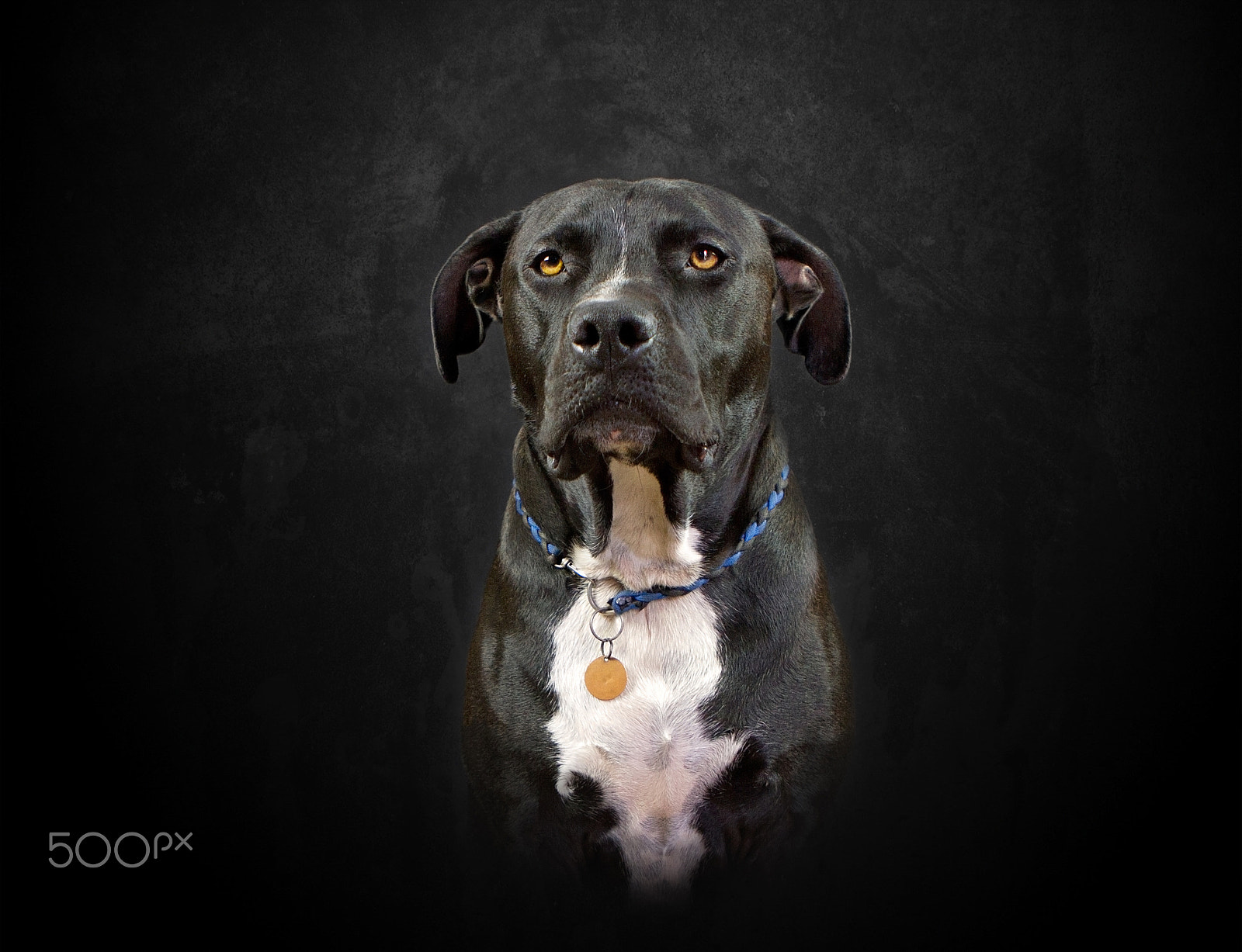 Canon EOS 7D + Canon EF 24-70mm F2.8L USM sample photo. Are you serious? photography