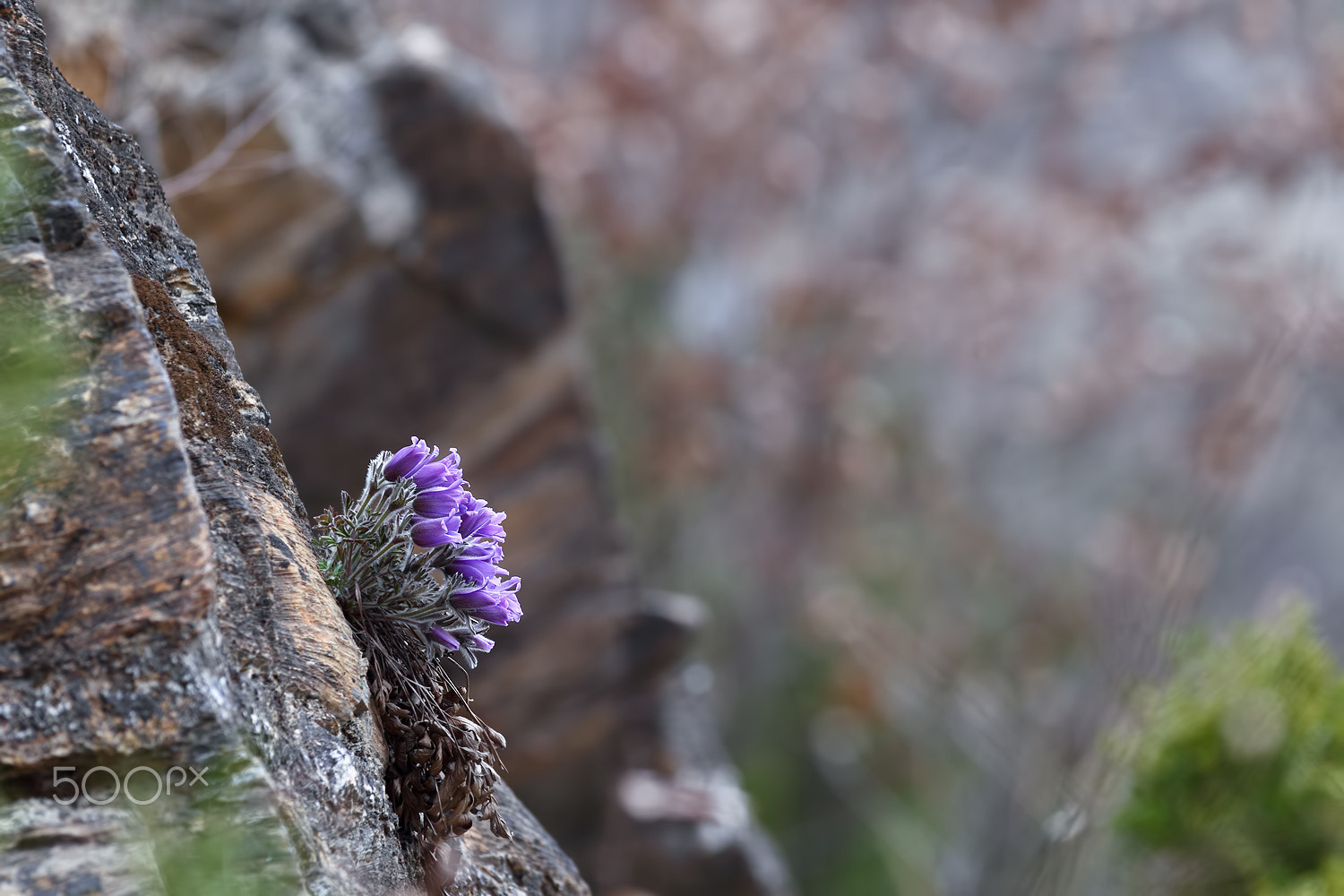 Canon EF 300mm F2.8L IS USM sample photo. Just feel naure - pulsatilla tongkangensis photography