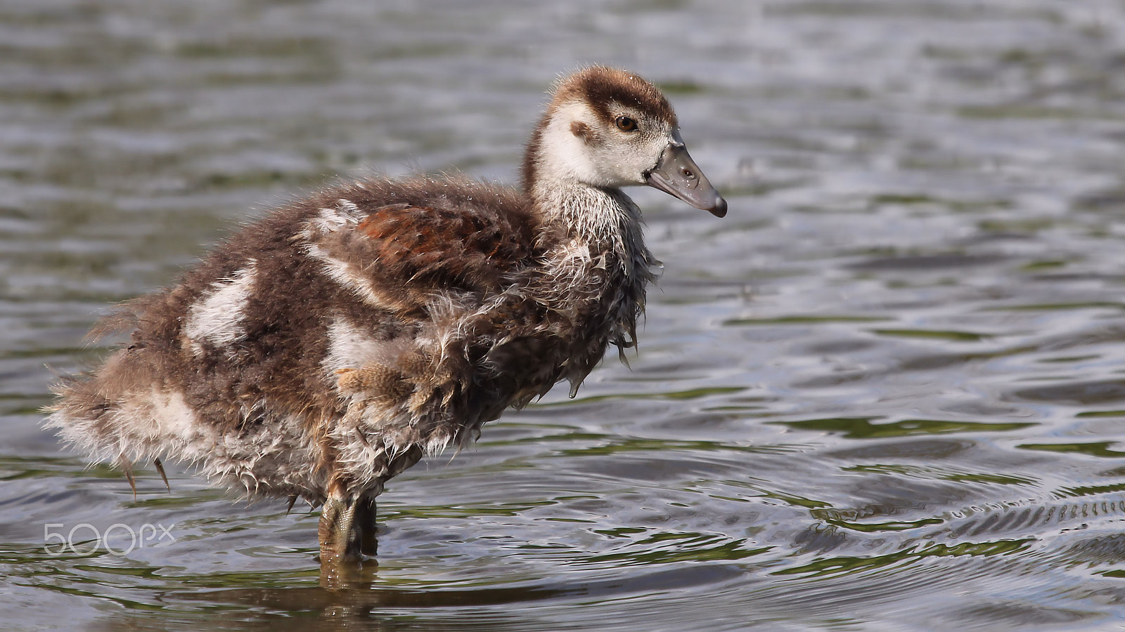 Canon EOS 60D + Canon EF 100-400mm F4.5-5.6L IS USM sample photo. Nile goose chick photography