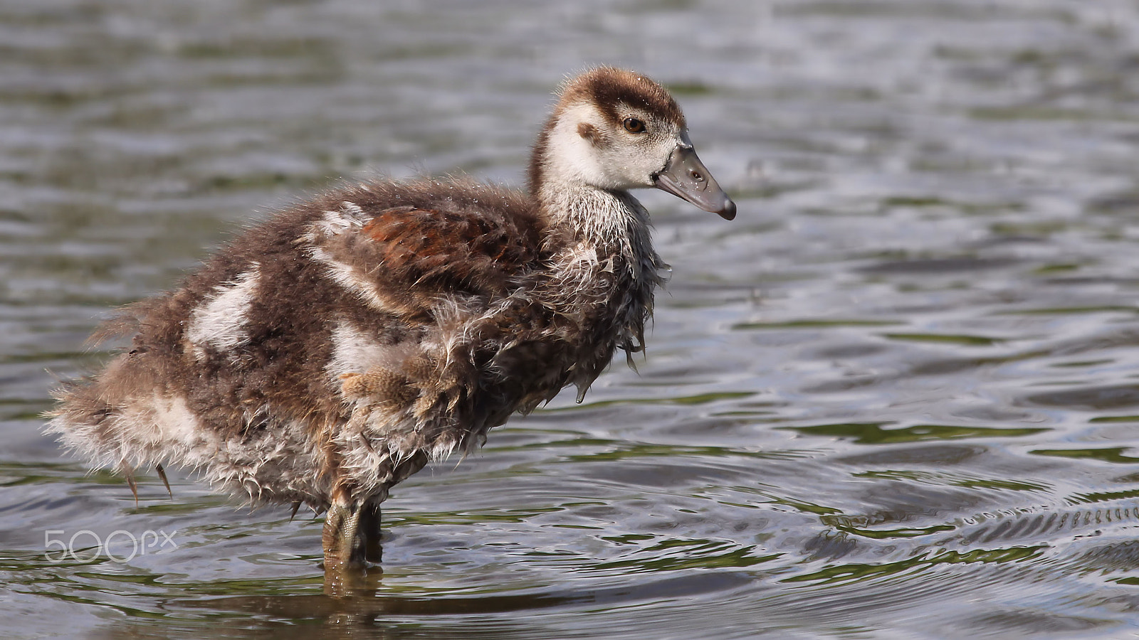Canon EF 100-400mm F4.5-5.6L IS USM sample photo. Nile goose chick photography