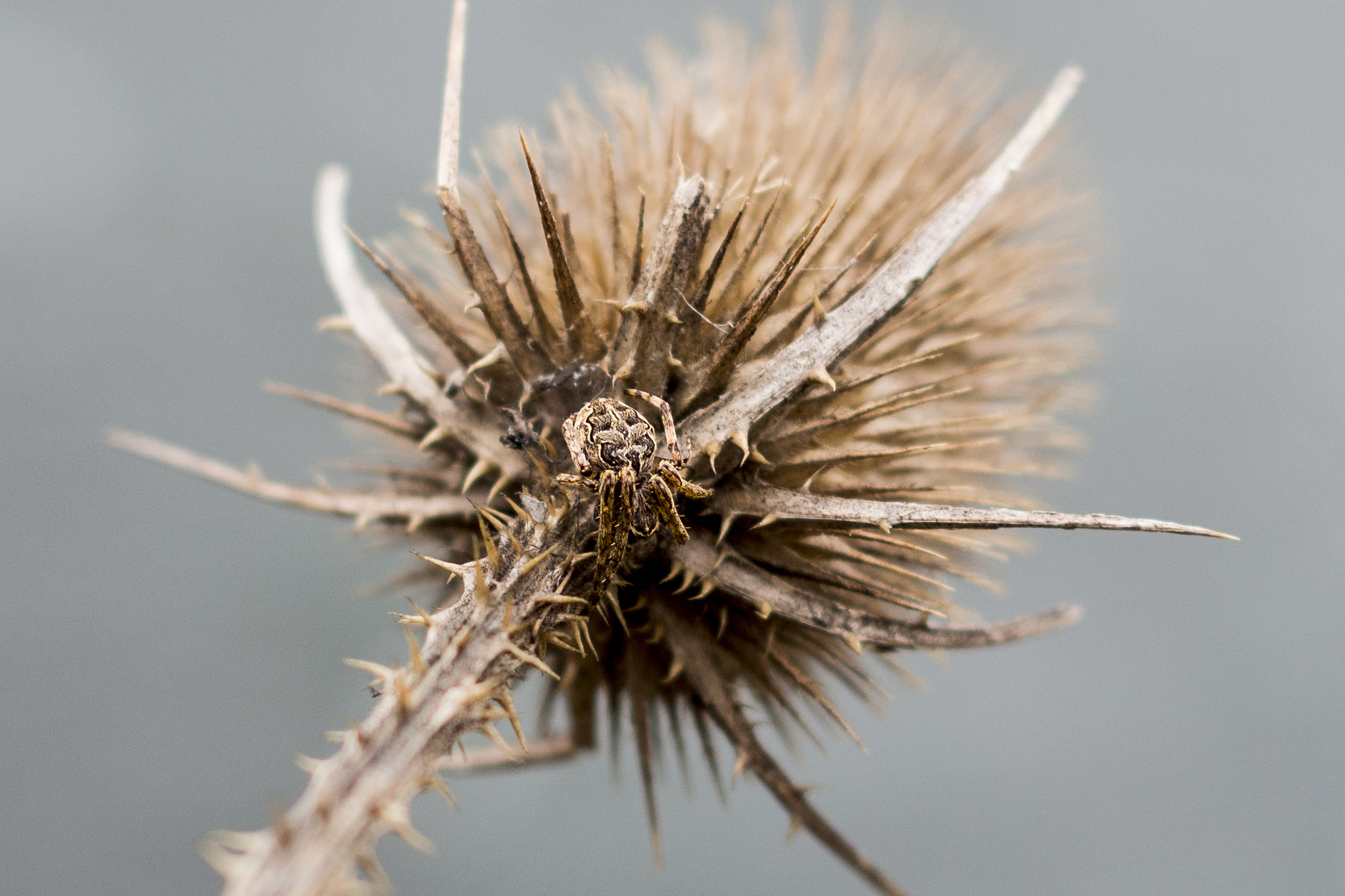 Olympus OM-D E-M10 sample photo. Spider photography