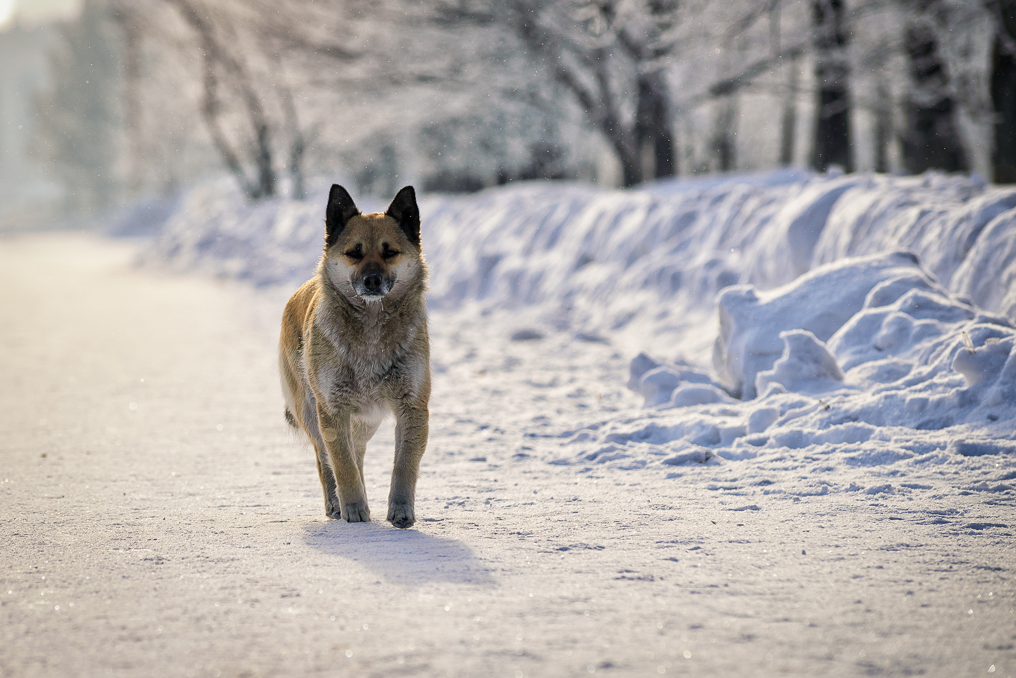 AF Zoom-Nikkor 80-200mm f/2.8 ED sample photo