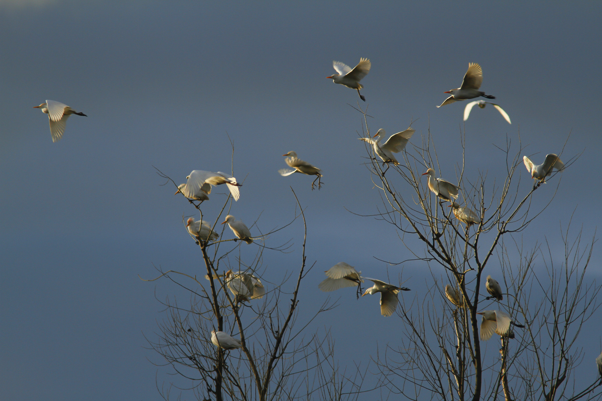 Canon EF 300mm f/4L + 1.4x sample photo. Balancing herons photography