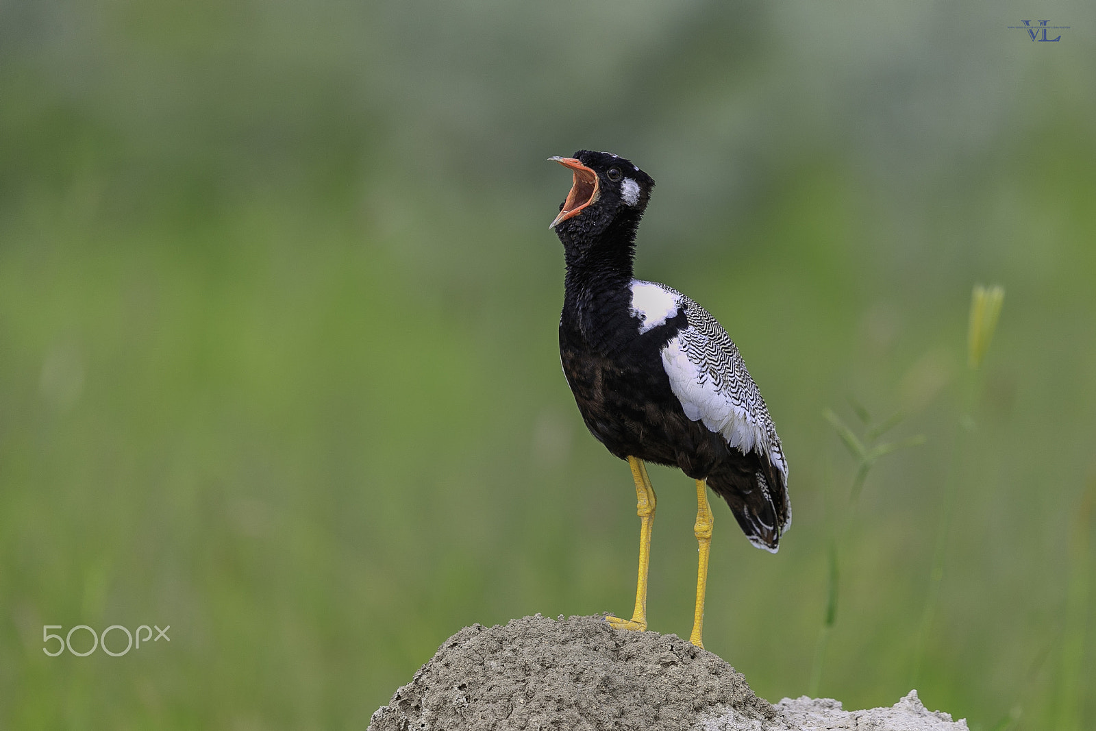 Canon EOS-1D X Mark II + Canon EF 600mm F4L IS II USM sample photo. Northern black korhaan photography