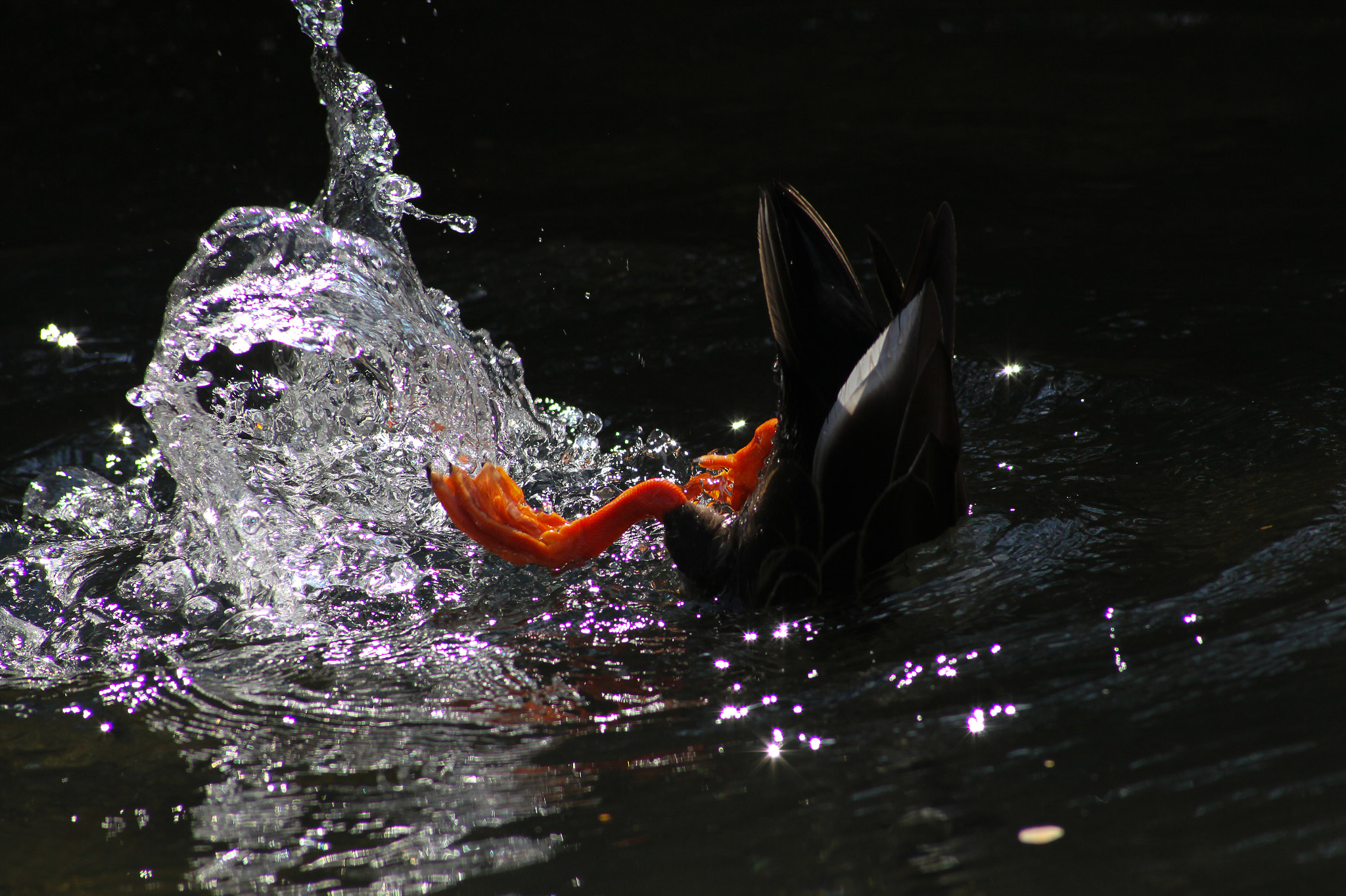 Canon EF 35-70mm f/3.5-4.5A sample photo. 潜水 photography