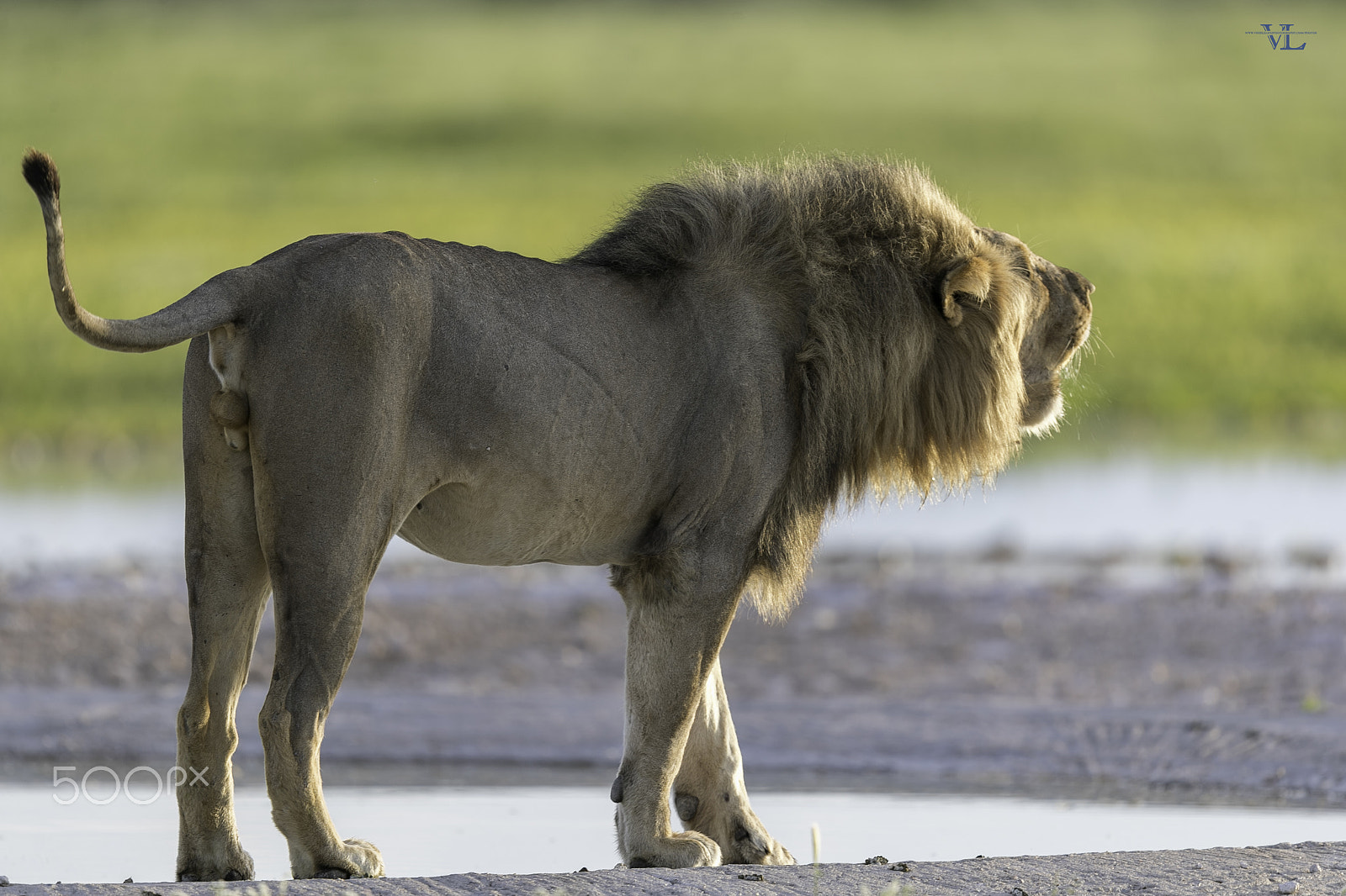 Canon EF 600mm F4L IS II USM sample photo. King roaring photography
