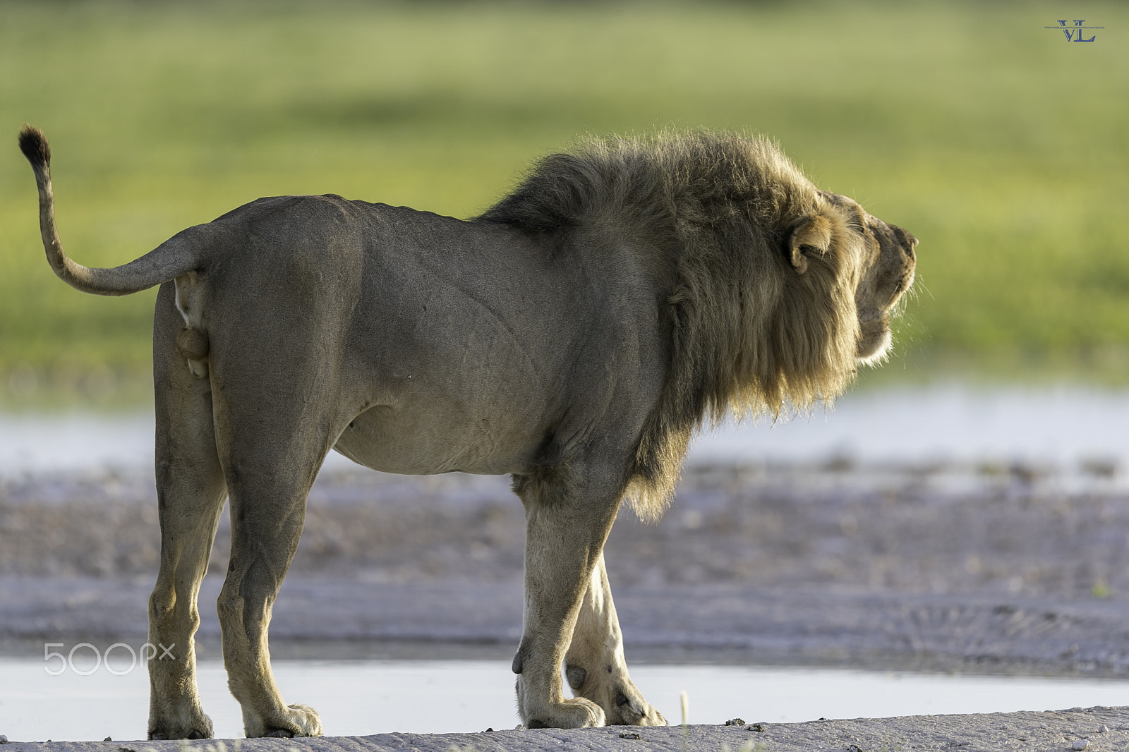 Canon EOS-1D X Mark II + Canon EF 600mm F4L IS II USM sample photo. King roaring photography