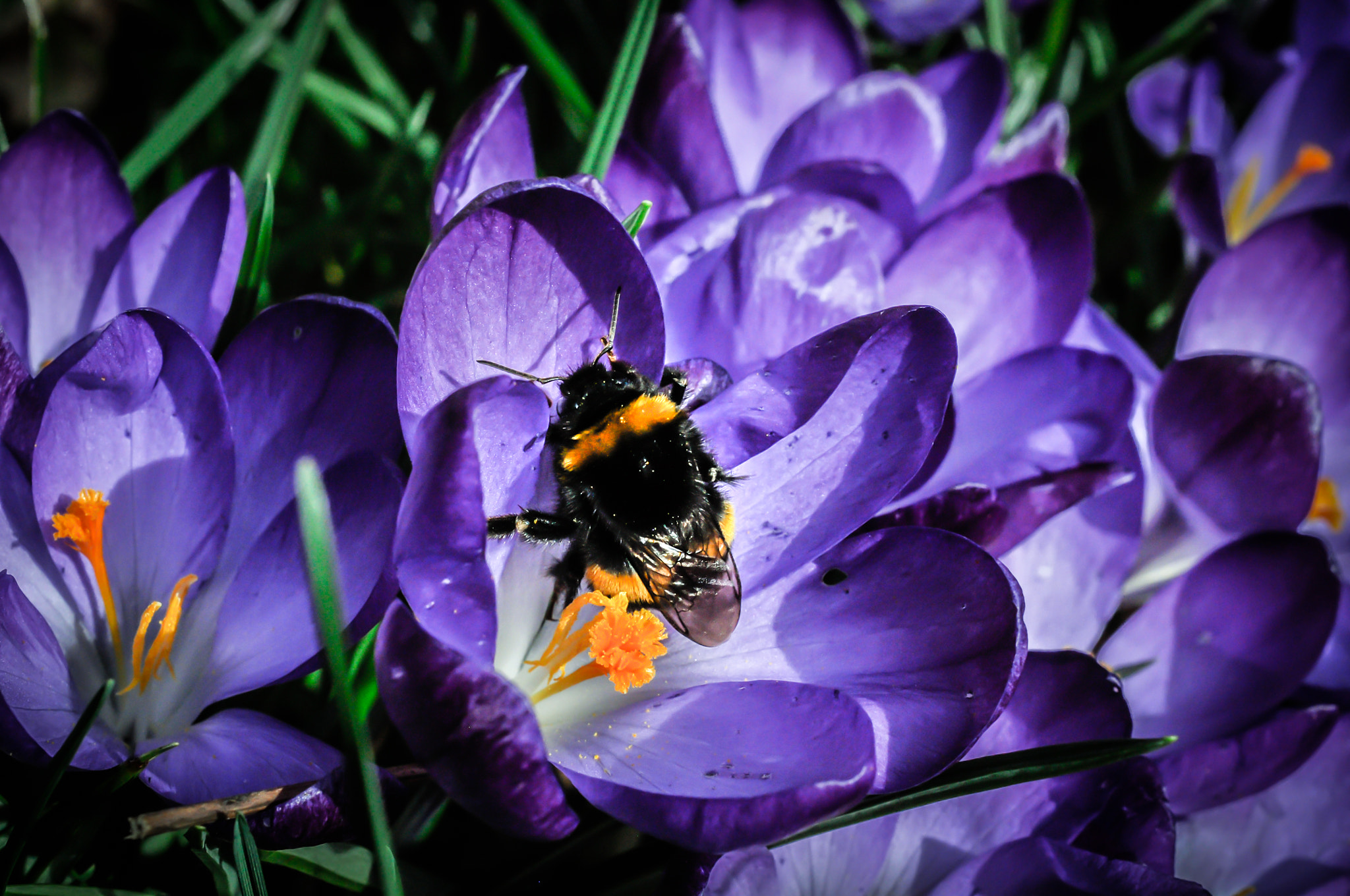 Nikon AF-S DX Micro Nikkor 40mm F2.8 sample photo. Bumblebee photography