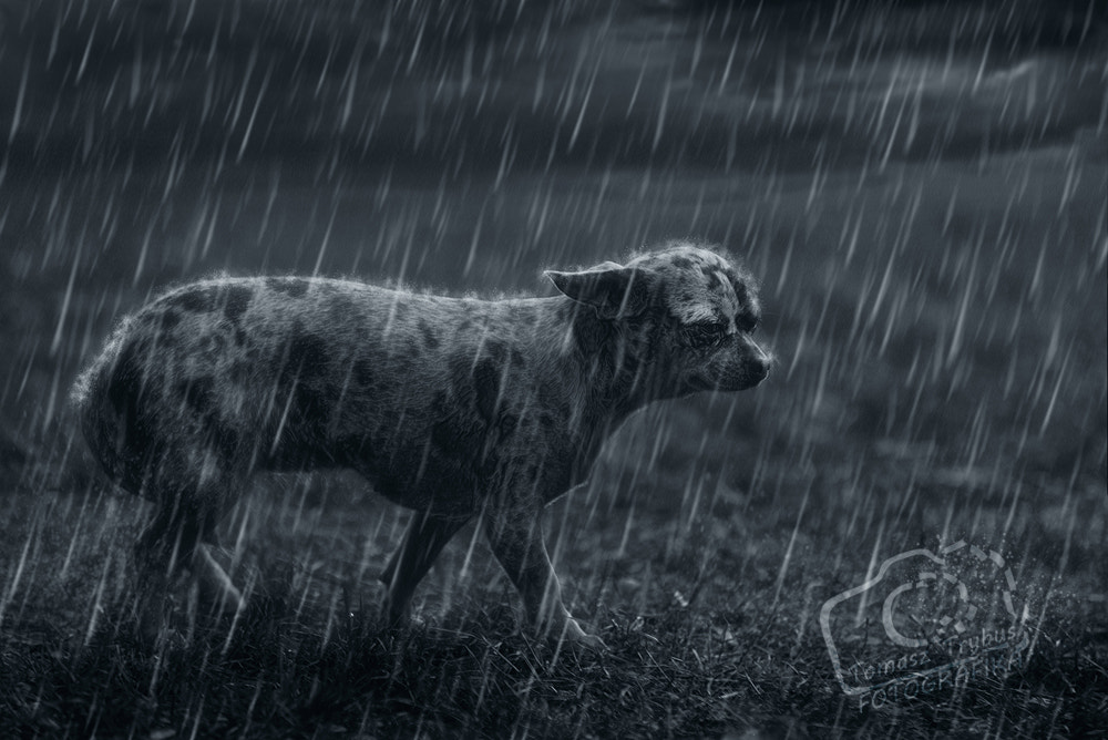Nikon D610 + Sigma 70-200mm F2.8 EX DG Macro HSM II sample photo. Sad lonely dog in the rain photography