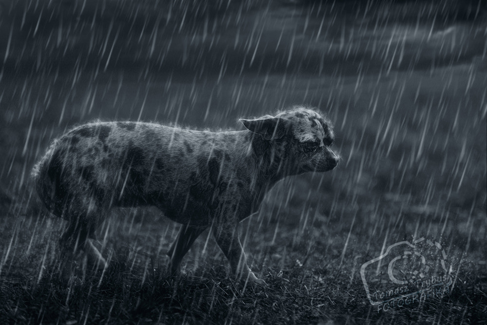 Sigma 70-200mm F2.8 EX DG Macro HSM II sample photo. Sad lonely dog in the rain photography