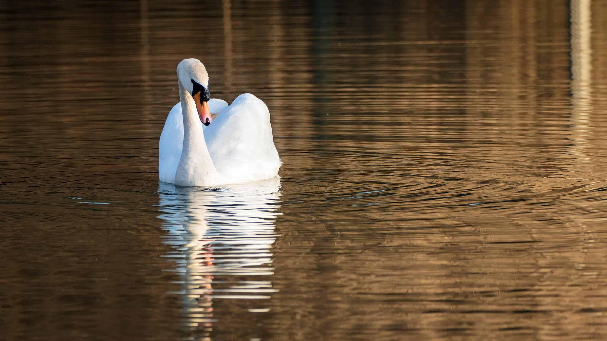 Canon EOS 550D (EOS Rebel T2i / EOS Kiss X4) + Tamron SP 150-600mm F5-6.3 Di VC USD sample photo. Mute swan photography