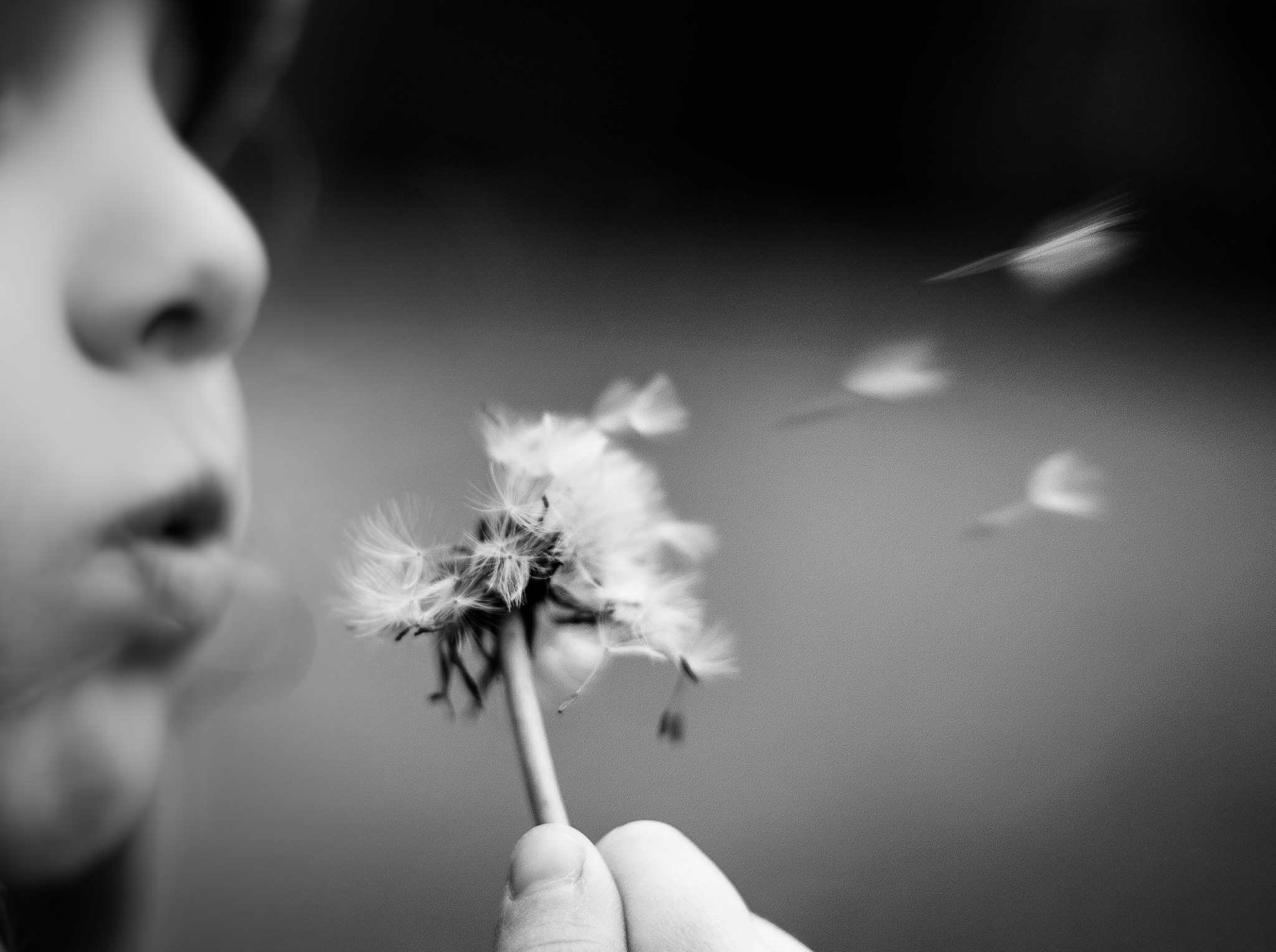 Canon EOS 500D (EOS Rebel T1i / EOS Kiss X3) sample photo. The flight of the dandelion photography