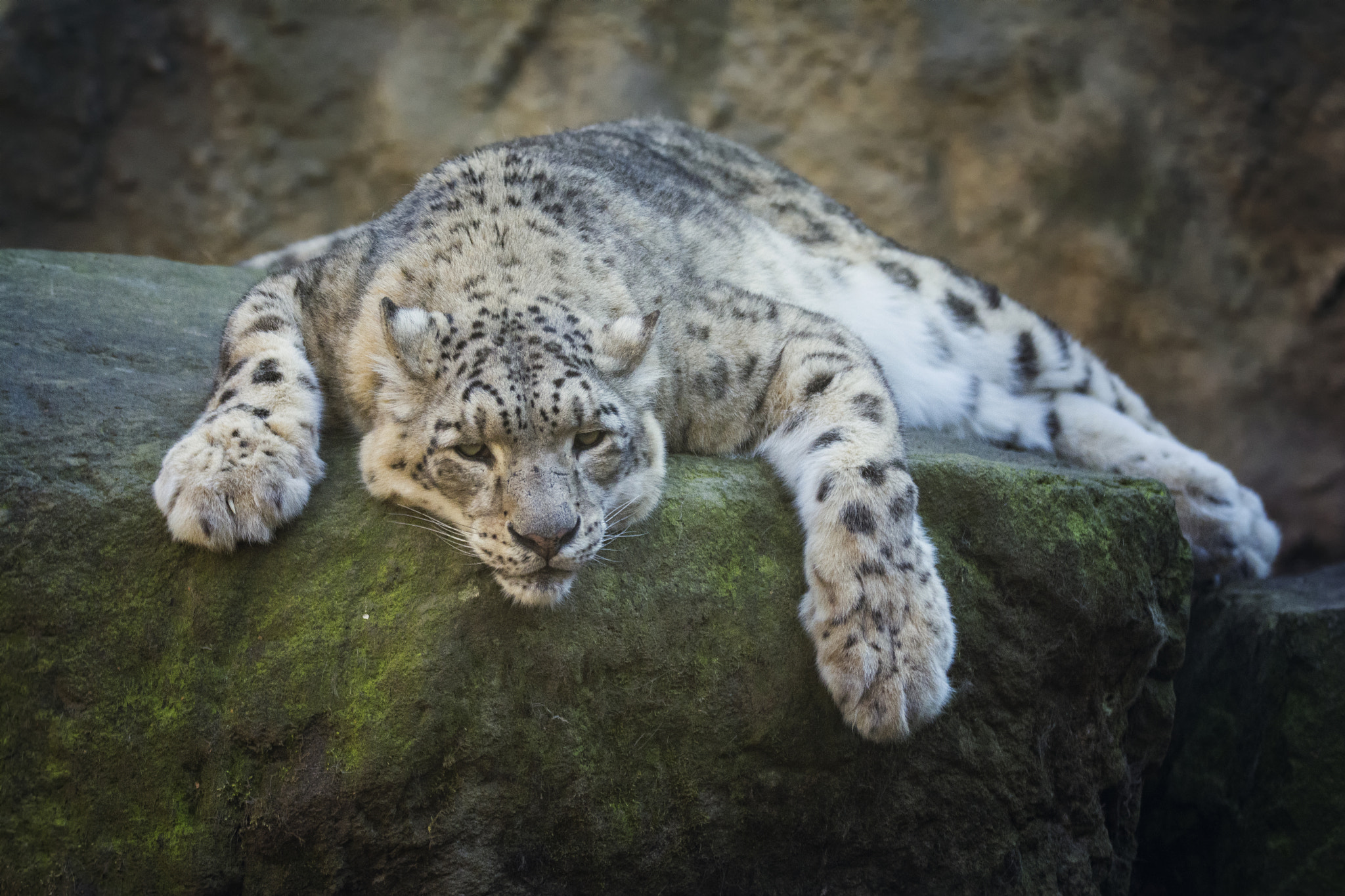 Nikon D7100 + Sigma 150-600mm F5-6.3 DG OS HSM | S sample photo. Snow leopard (panthera uncia) photography