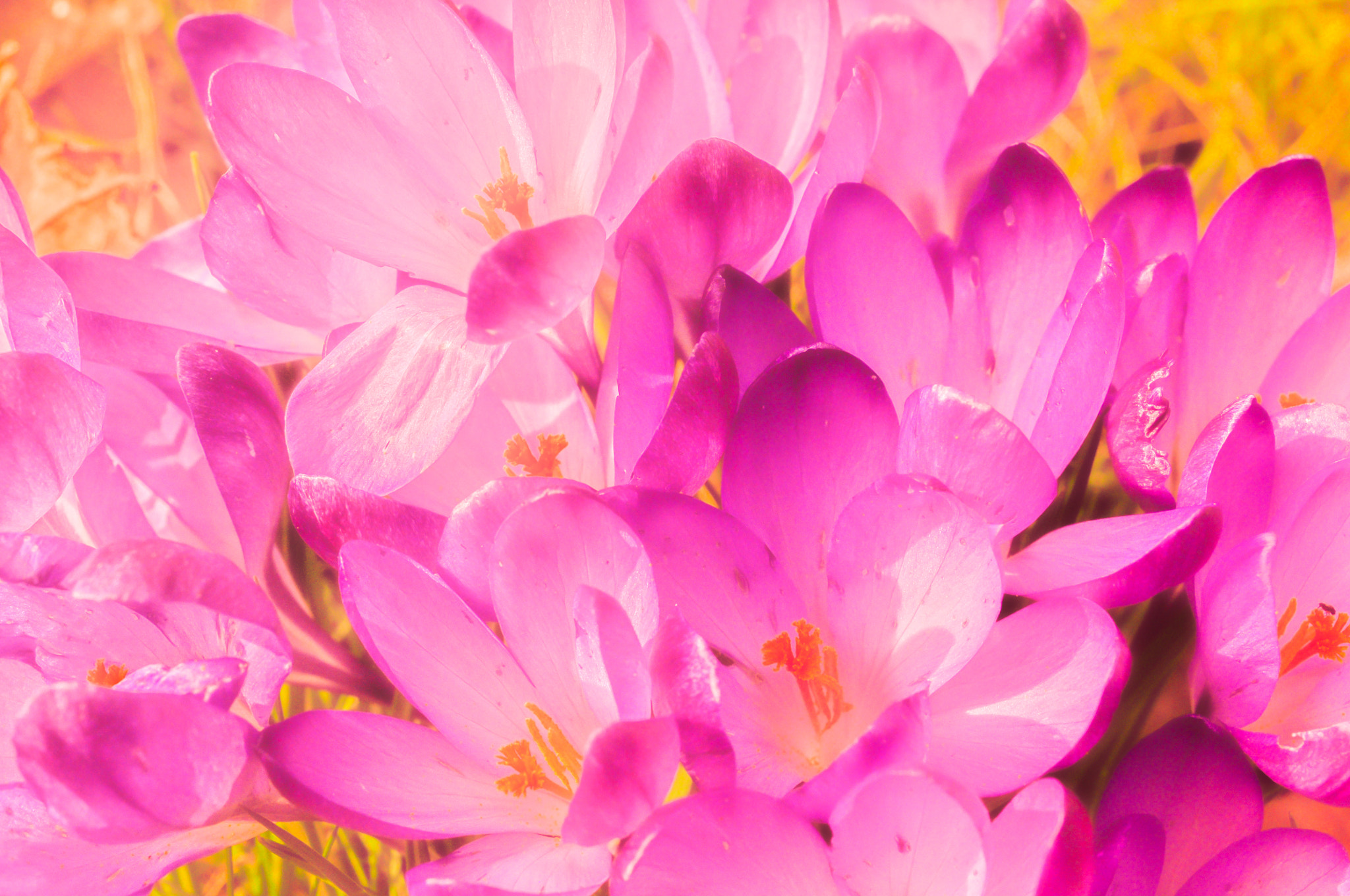 Nikon D90 sample photo. Flowers photography