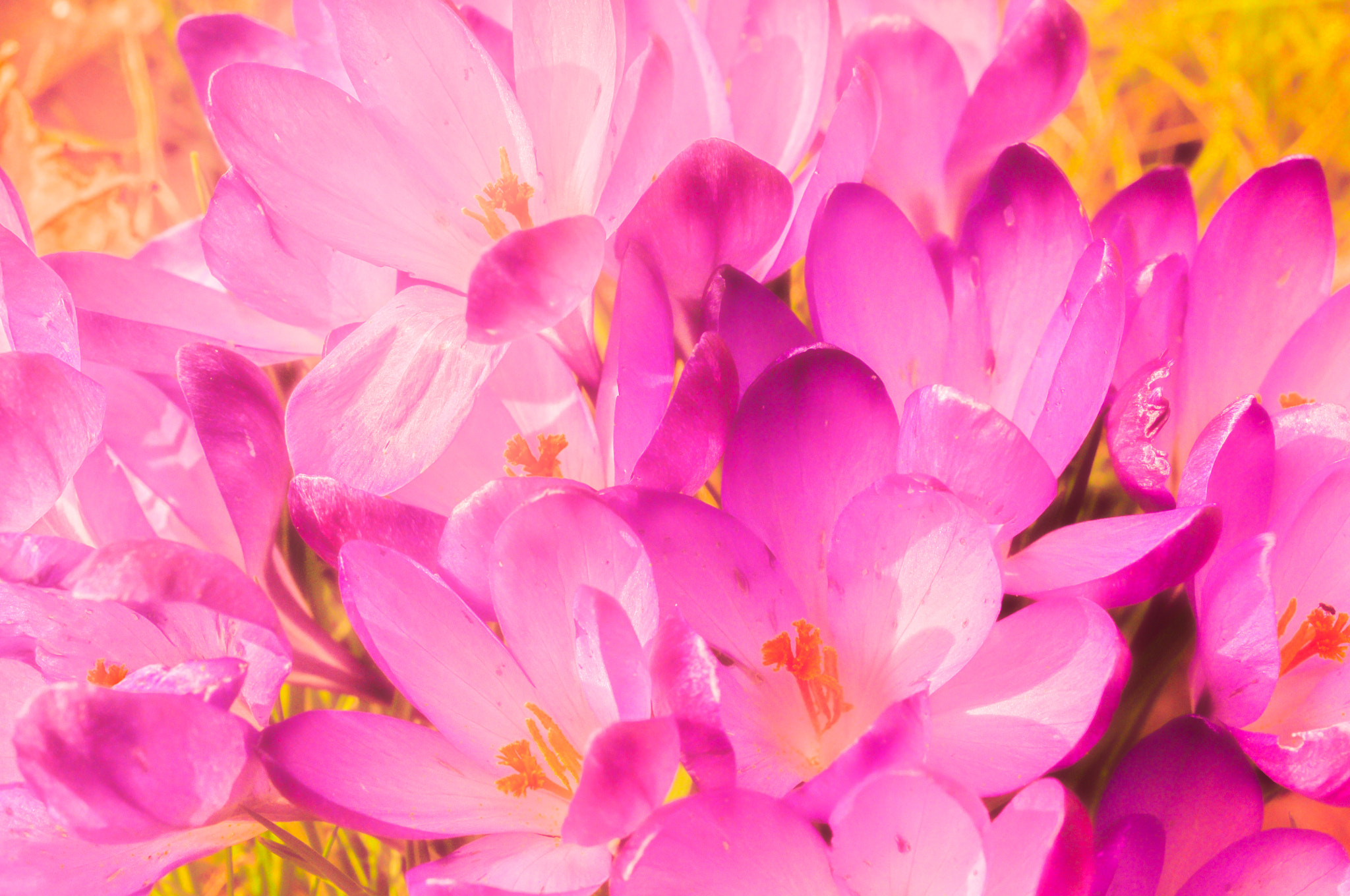 Nikon AF-S DX Micro Nikkor 40mm F2.8 sample photo. Flowers photography