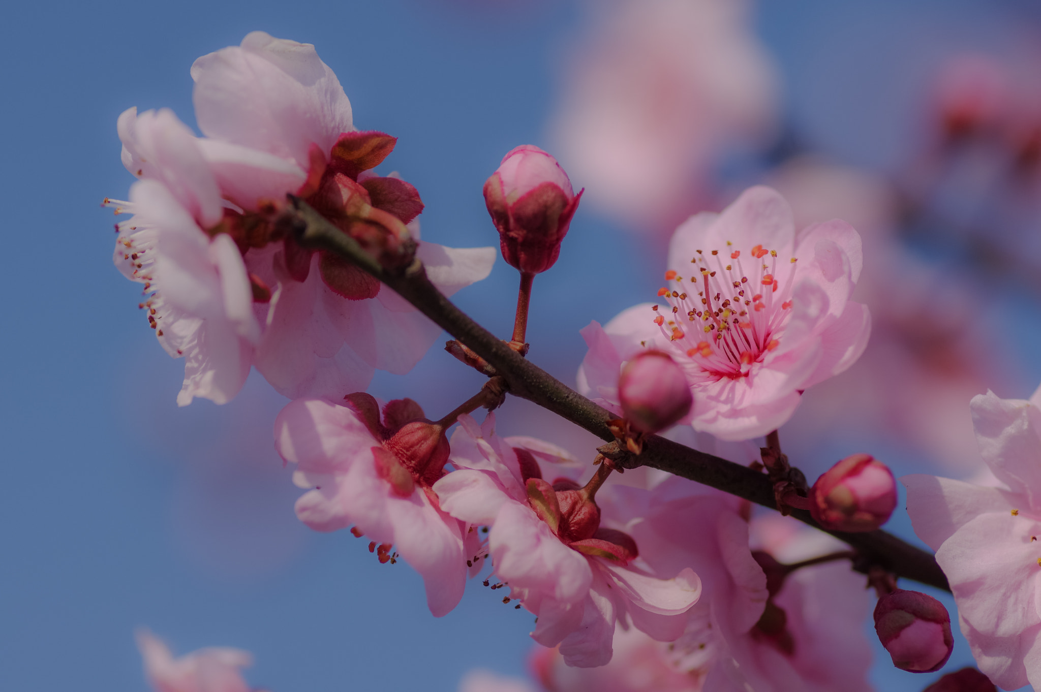 Pentax K-3 II sample photo. Plum blossom photography