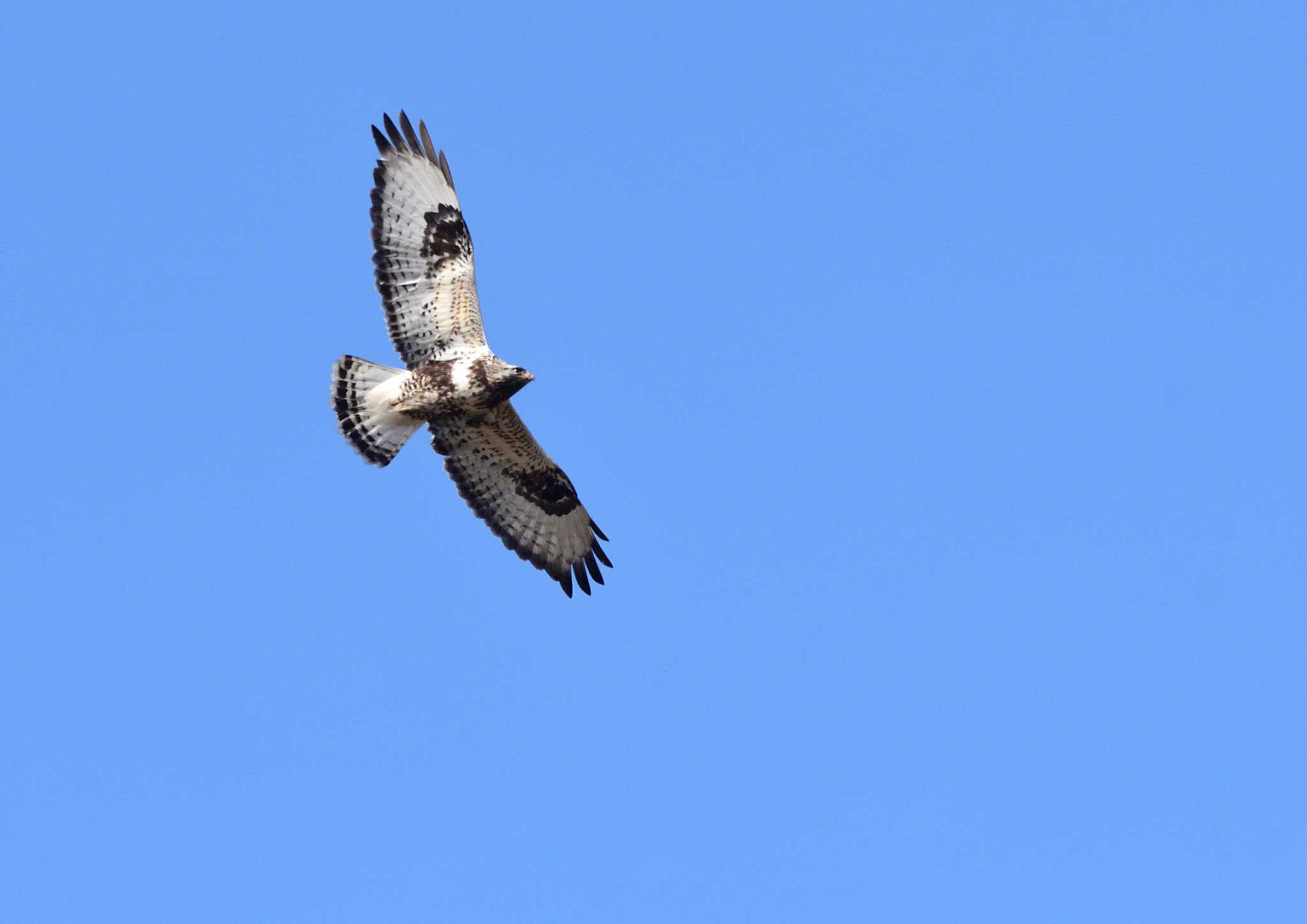 Nikon D500 + Sigma 500mm F4.5 EX DG HSM sample photo. Rough legged buzzard photography