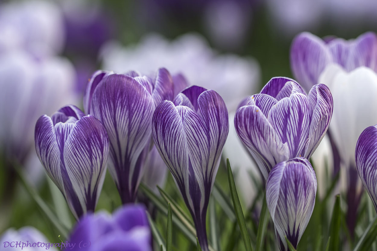 Canon EF 100mm F2.8L Macro IS USM sample photo. Purple rain! photography