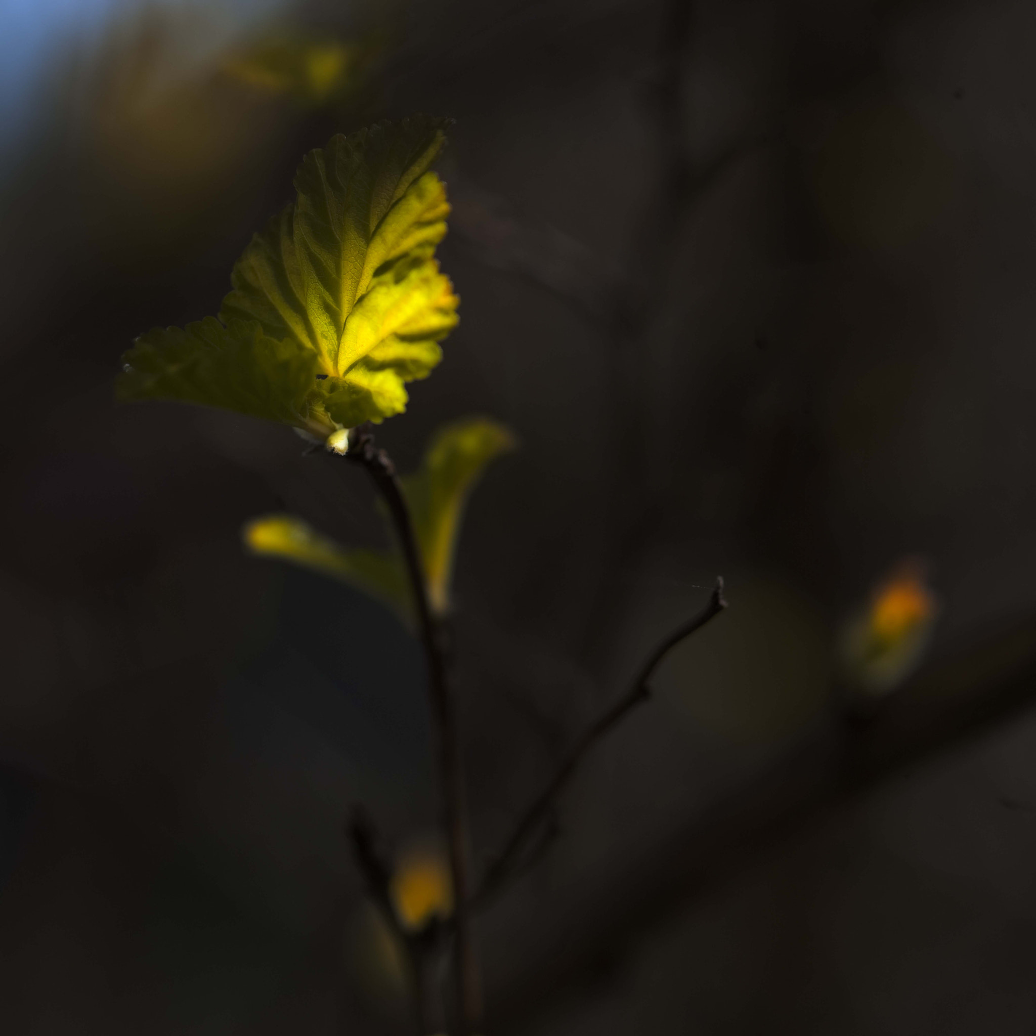 Nikon D3 sample photo. Op zoek naar licht photography