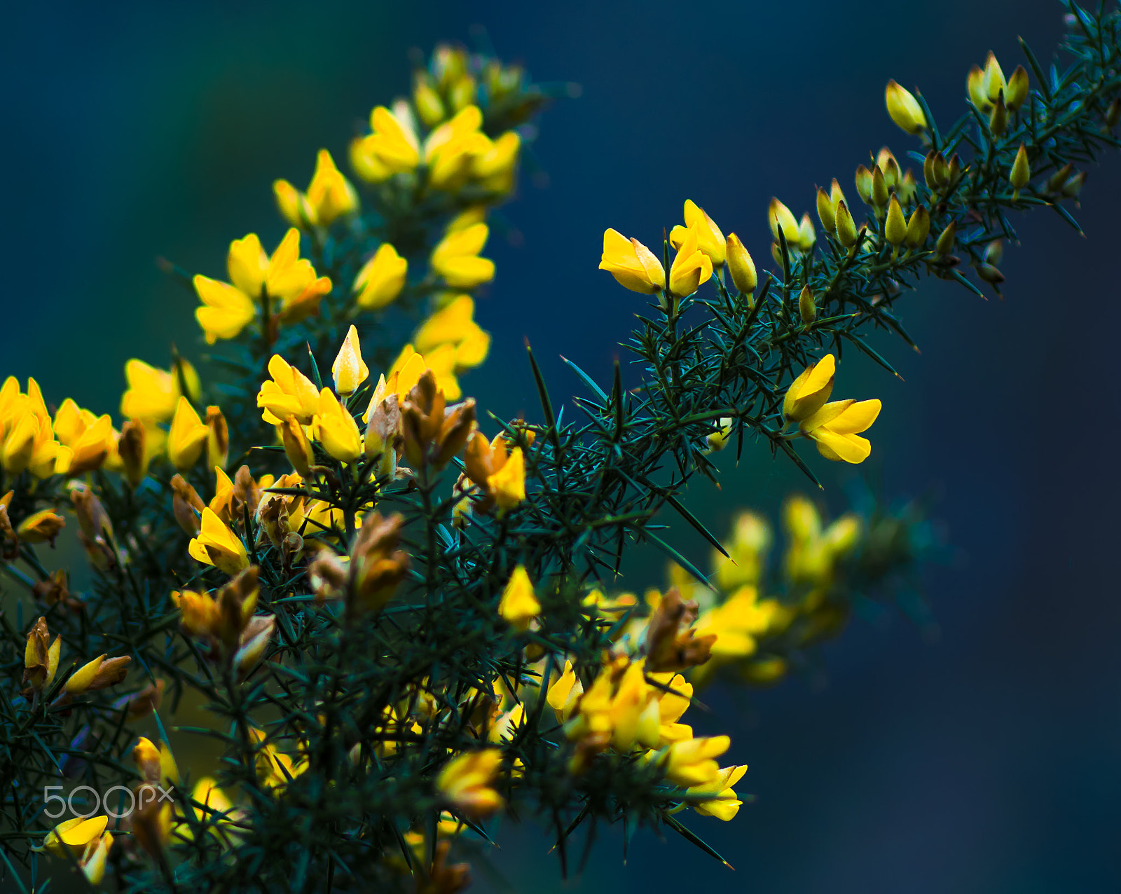 Nikon AF-S Nikkor 85mm F1.8G sample photo. Yellow flowers photography