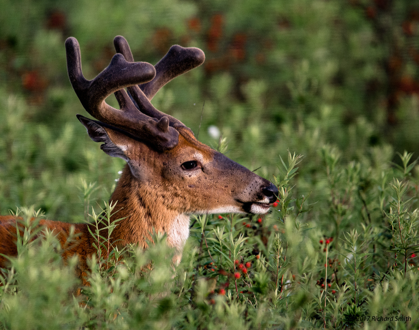 Sigma 150-500mm F5-6.3 DG OS HSM sample photo. Buck with velvet antlers photography