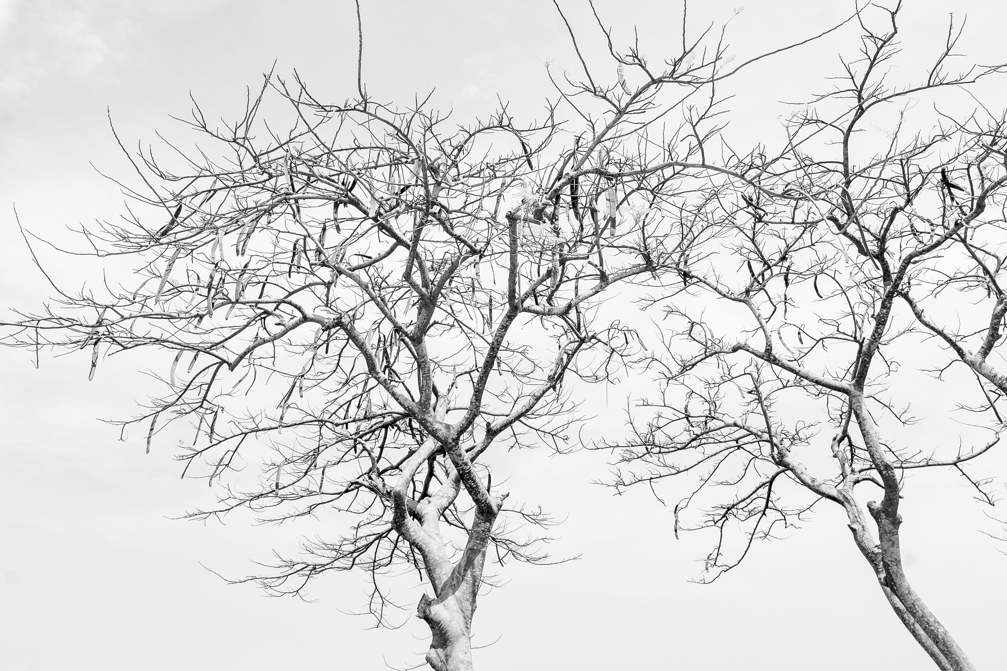 Tamron SP AF 17-50mm F2.8 XR Di II LD Aspherical (IF) sample photo. Trees no leaf photography