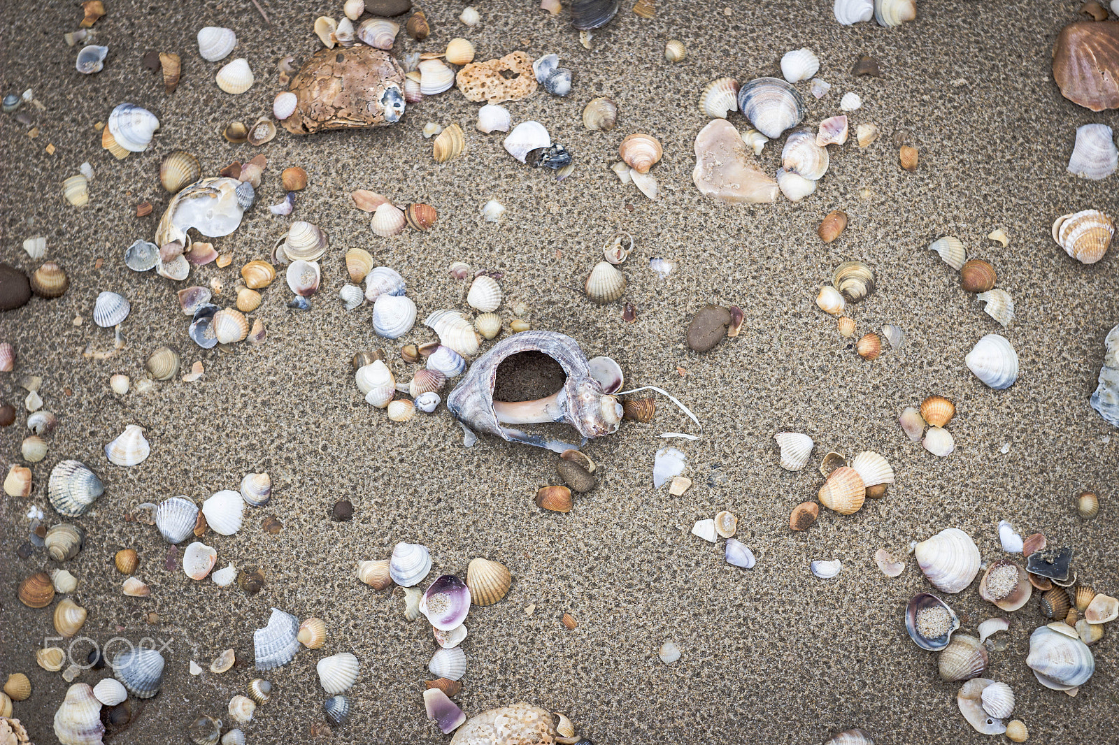 Canon EF 28-80mm f/3.5-5.6 sample photo. Seashells photography